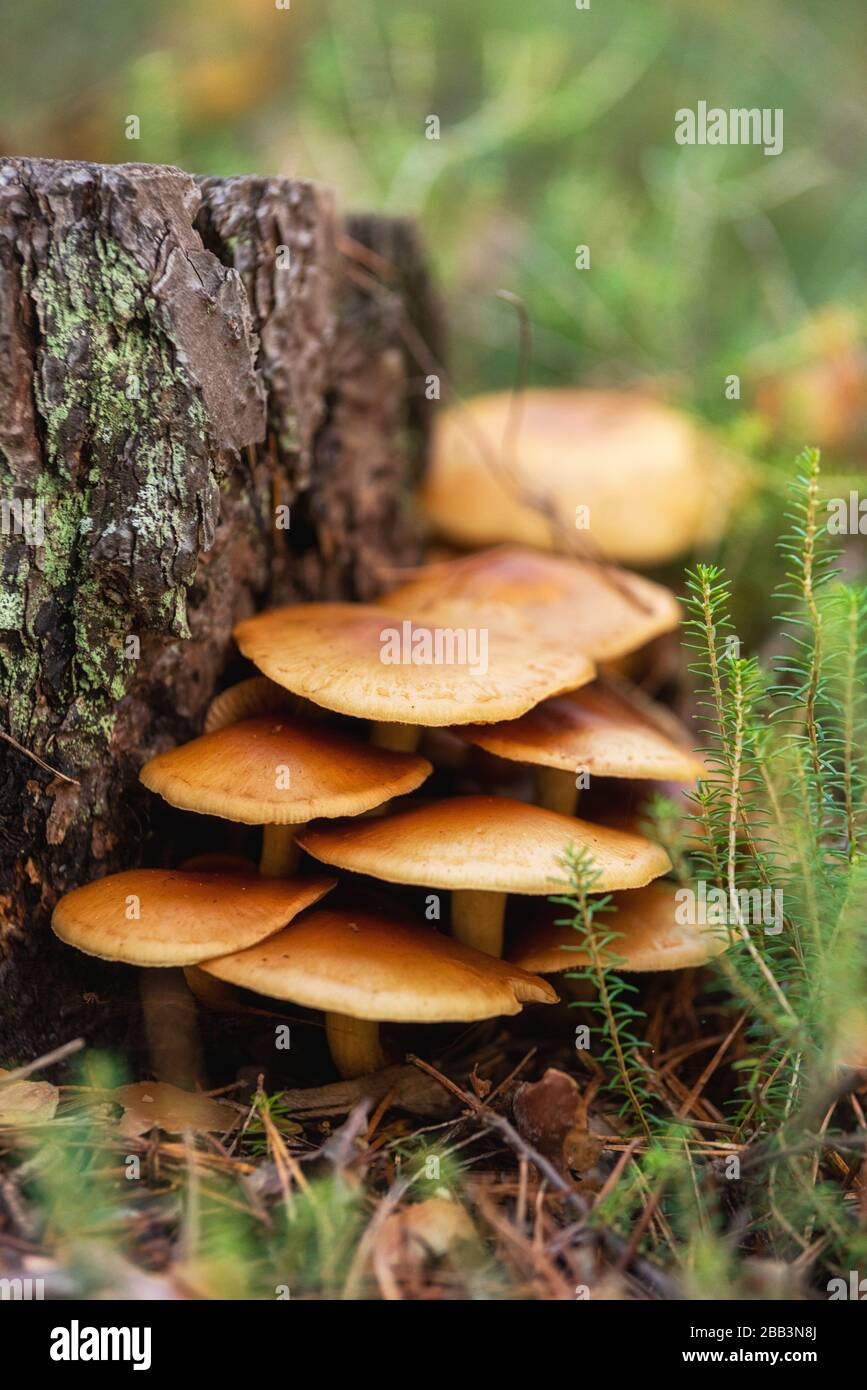 Edible mushrooms Flammulina velutipes known as Enokitake, Golden Needle mushroom or Lily mushroom. Stock Photo