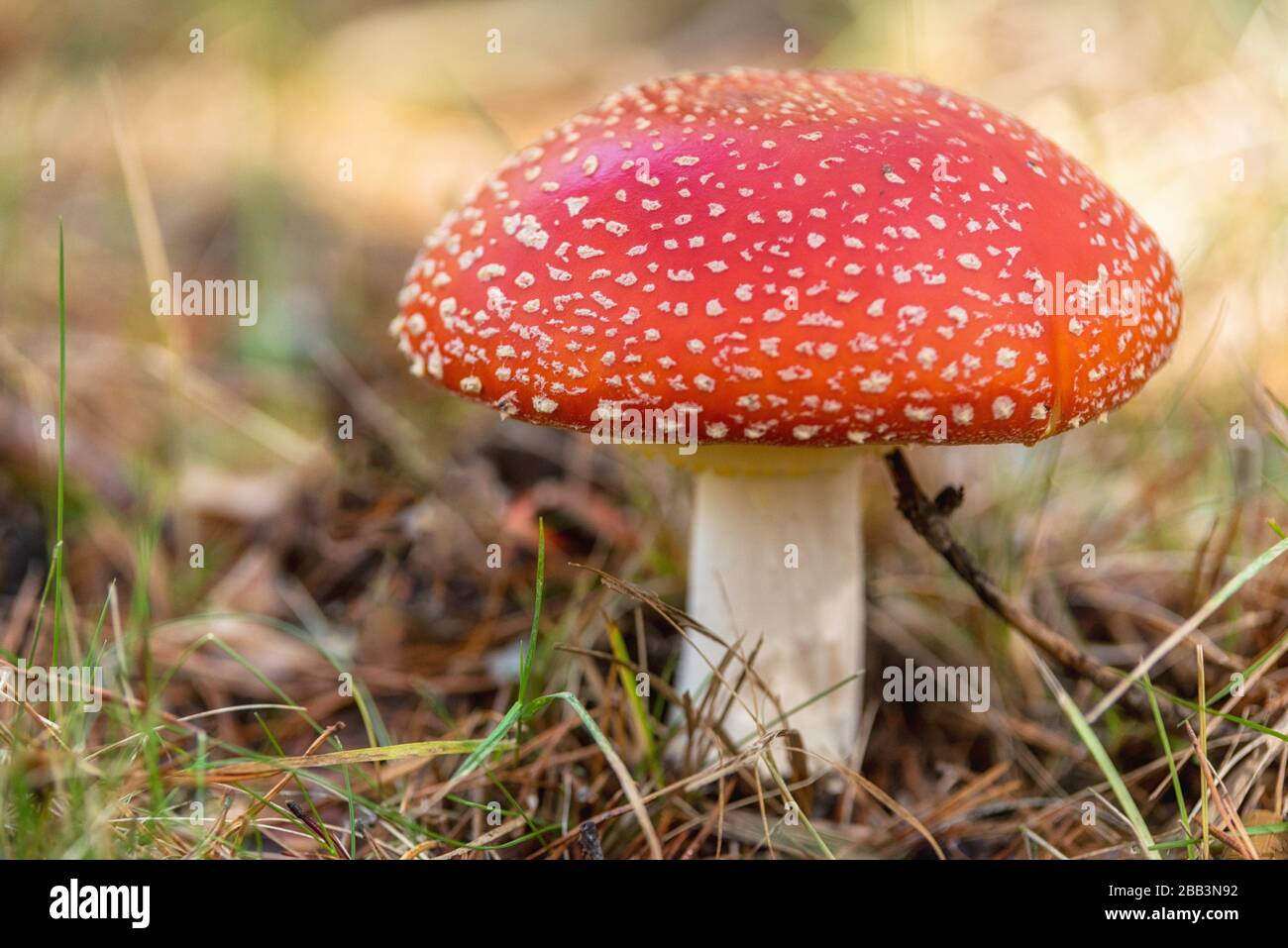 Amanita Muscaria, poisonous mushroom in natural forest background. Stock Photo