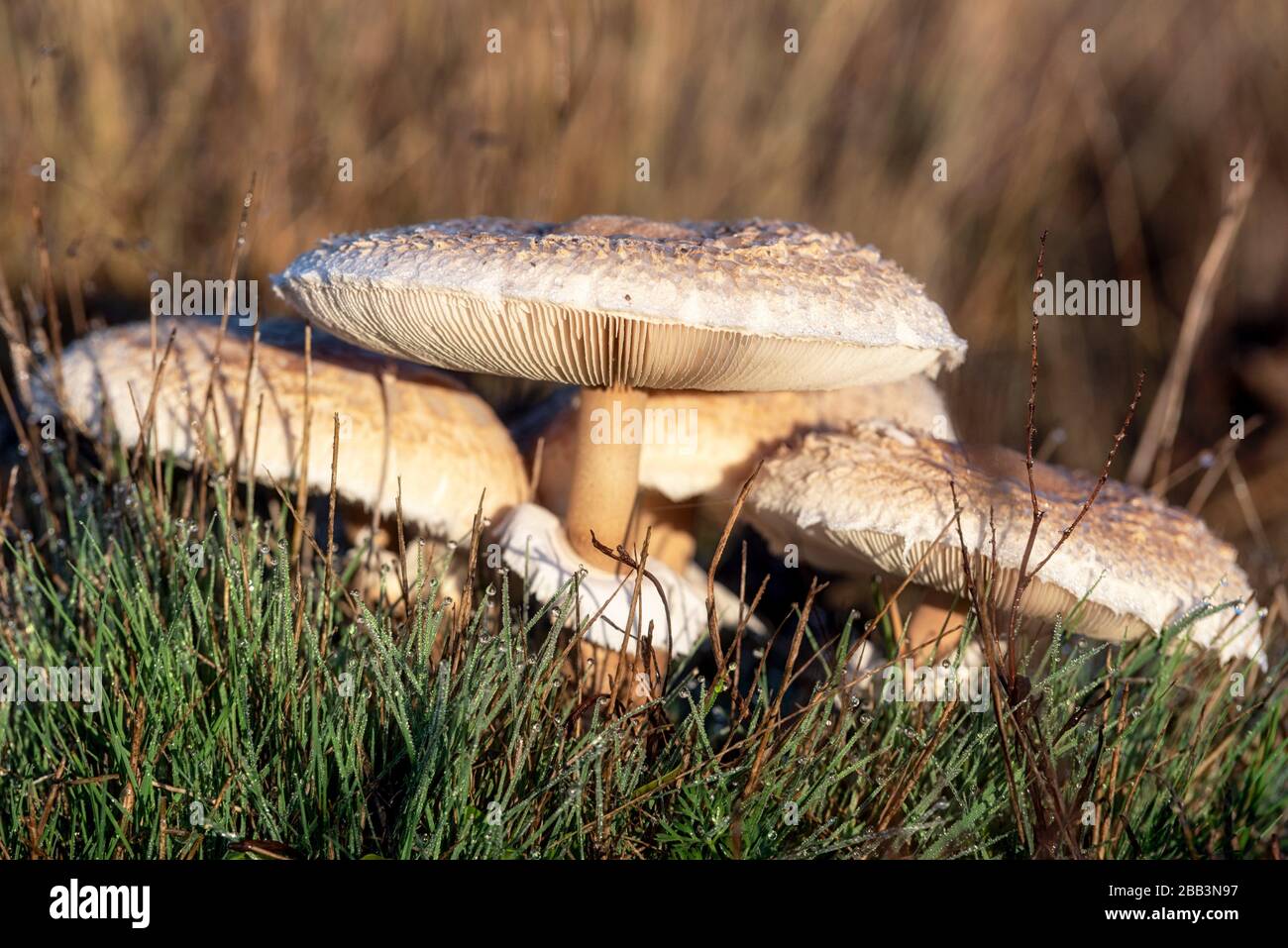 Closeup detail of head on field mushroom agaricus campestris growing wild in meadow. Stock Photo