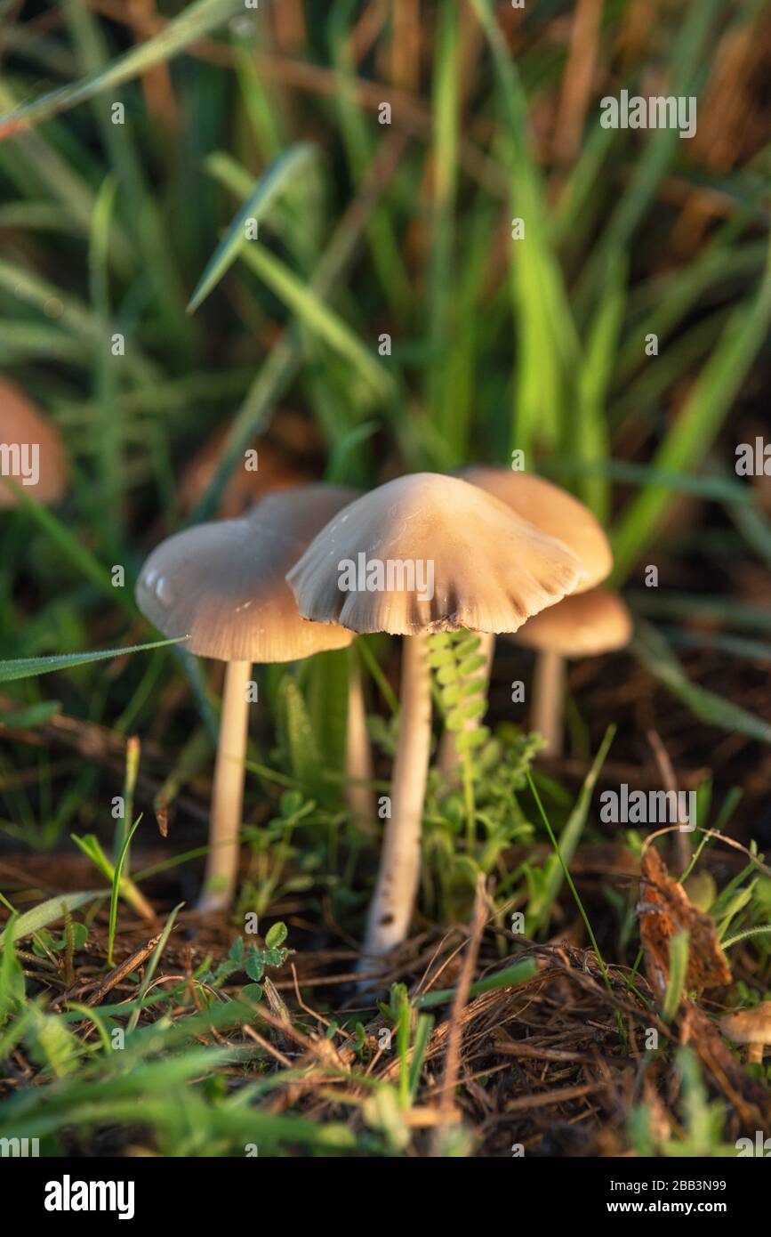 liberty-cap-psilocybe-semilanceata-hi-res-stock-photography-and-images