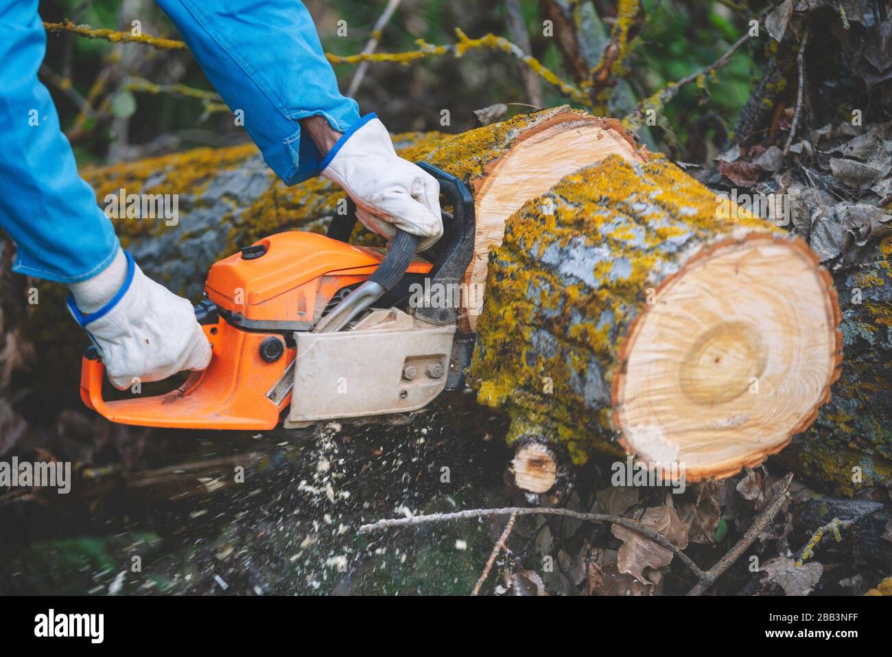 Close up of a lumberjack cutting old wood with a chainsaw. Stock Photo