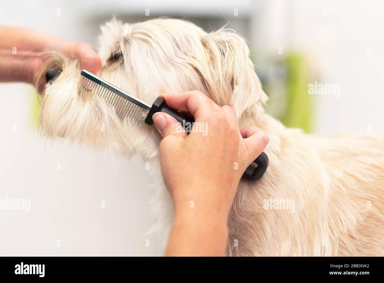 combing dog