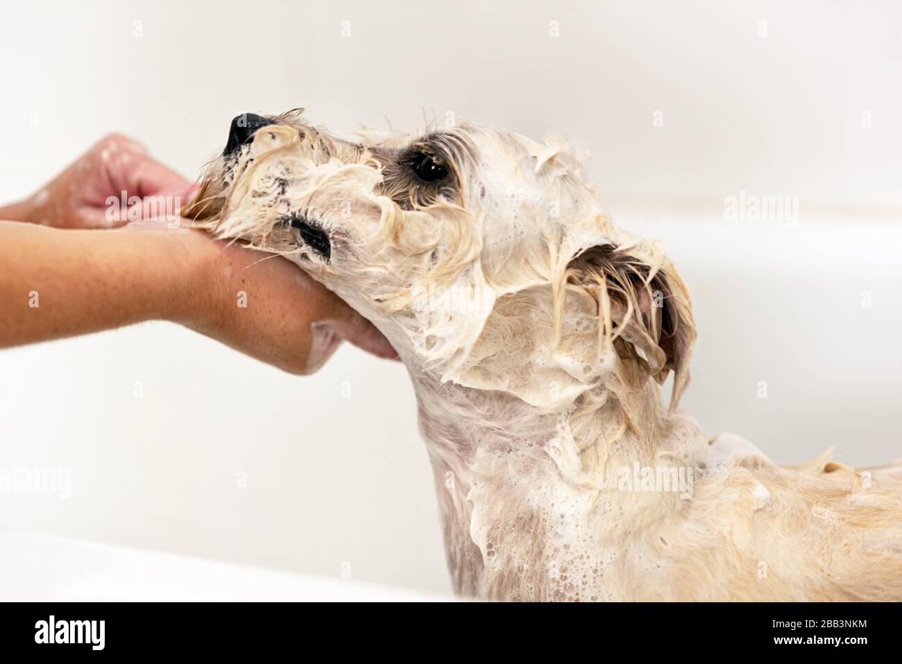 Professional pet groomer washing dog's face with shampoo in pet