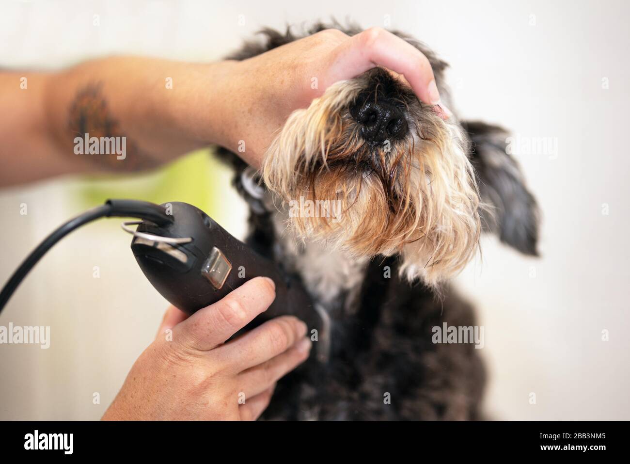 Female groomer trimming dog hair with clipper. Woman working in pet shop. Groomer trimming dog hair with clipper. Stock Photo