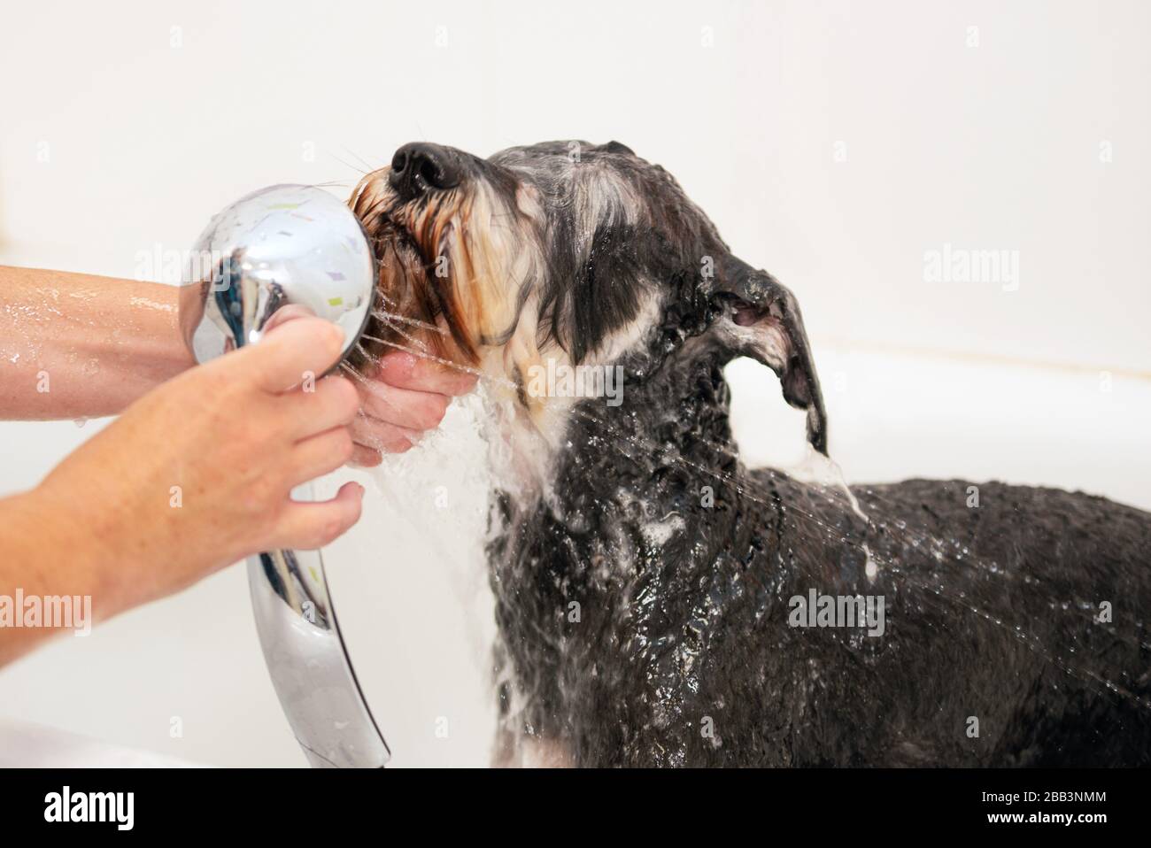 Professional pet groomer washing dog with shampoo in pet grooming salon. Close up Stock Photo