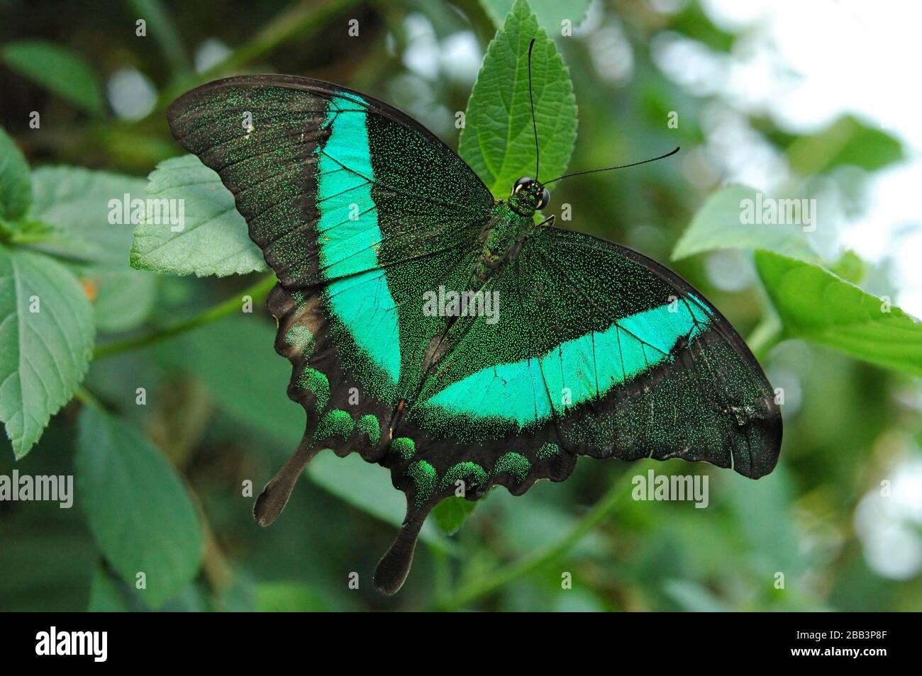 Emerald Swallowtail Butterfly On Green Foliage Stock Photo