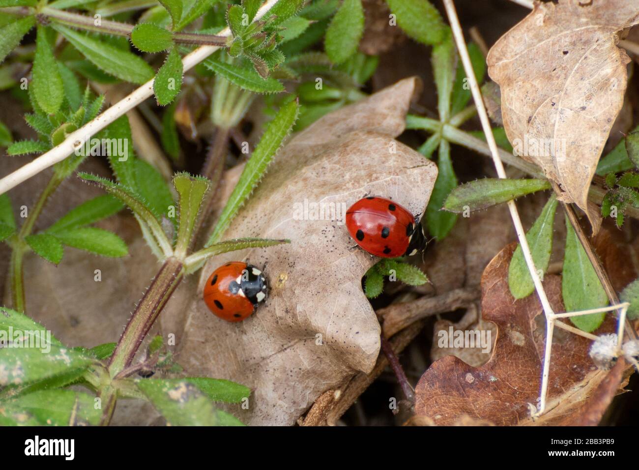 Two seven-spot ladybirds or ladybugs (Coccinella septempunctata), UK Stock Photo