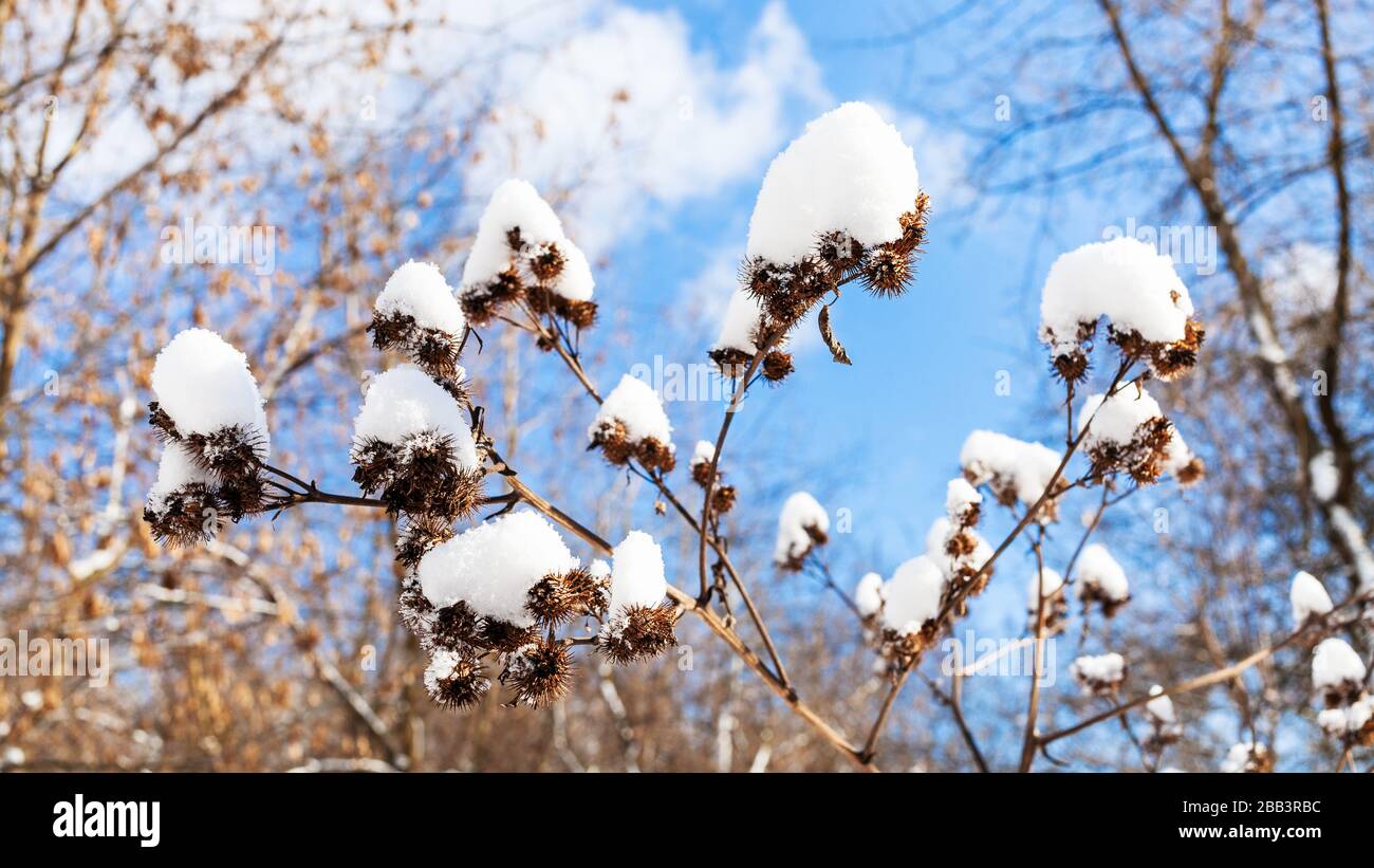panoramic view of snow-covered capitula of burdock close-up in forest on sunny spring day Stock Photo