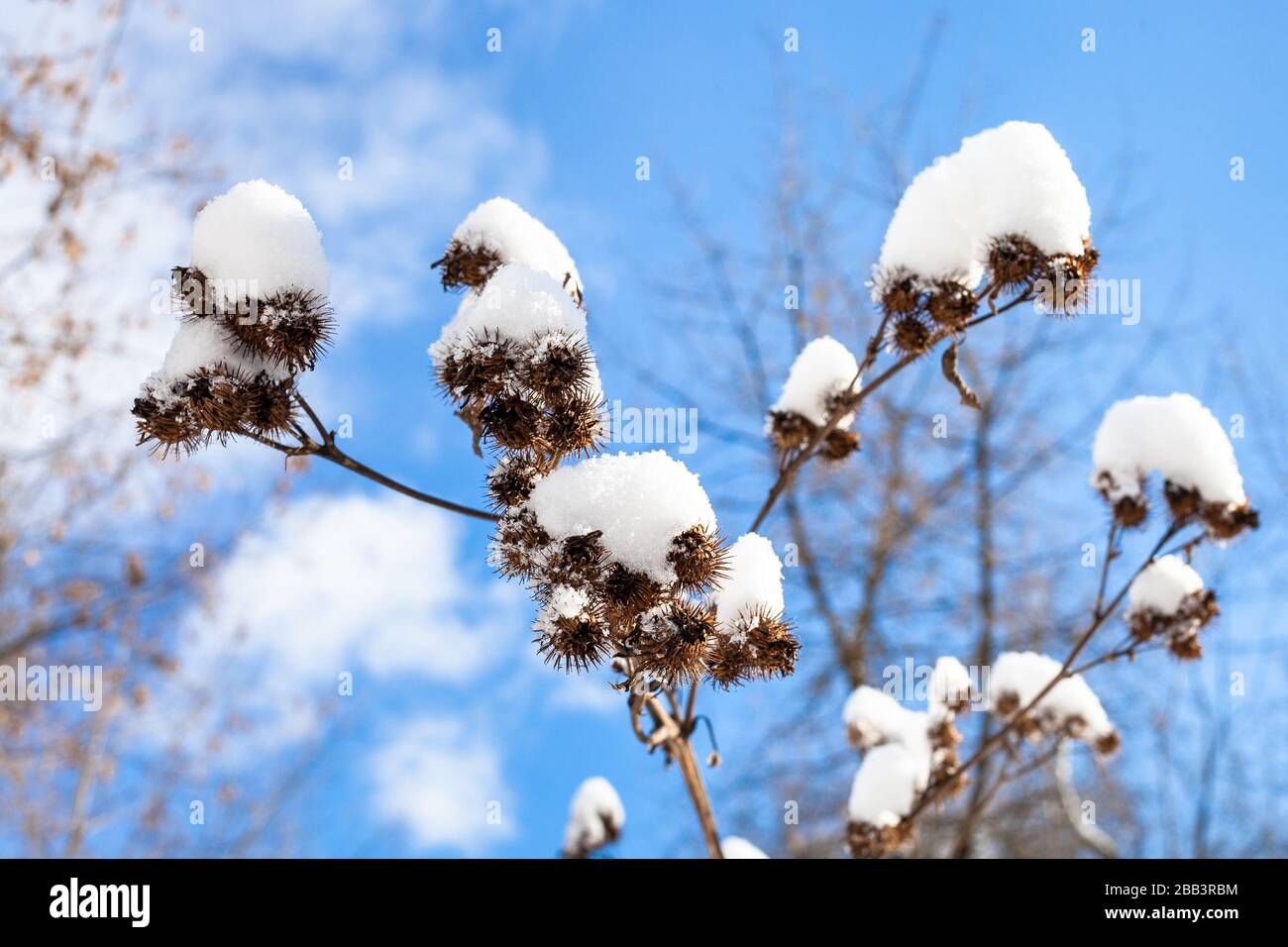 capitula of burdock close-up covered by fresh snow and blue sky on background on sunny spring day Stock Photo