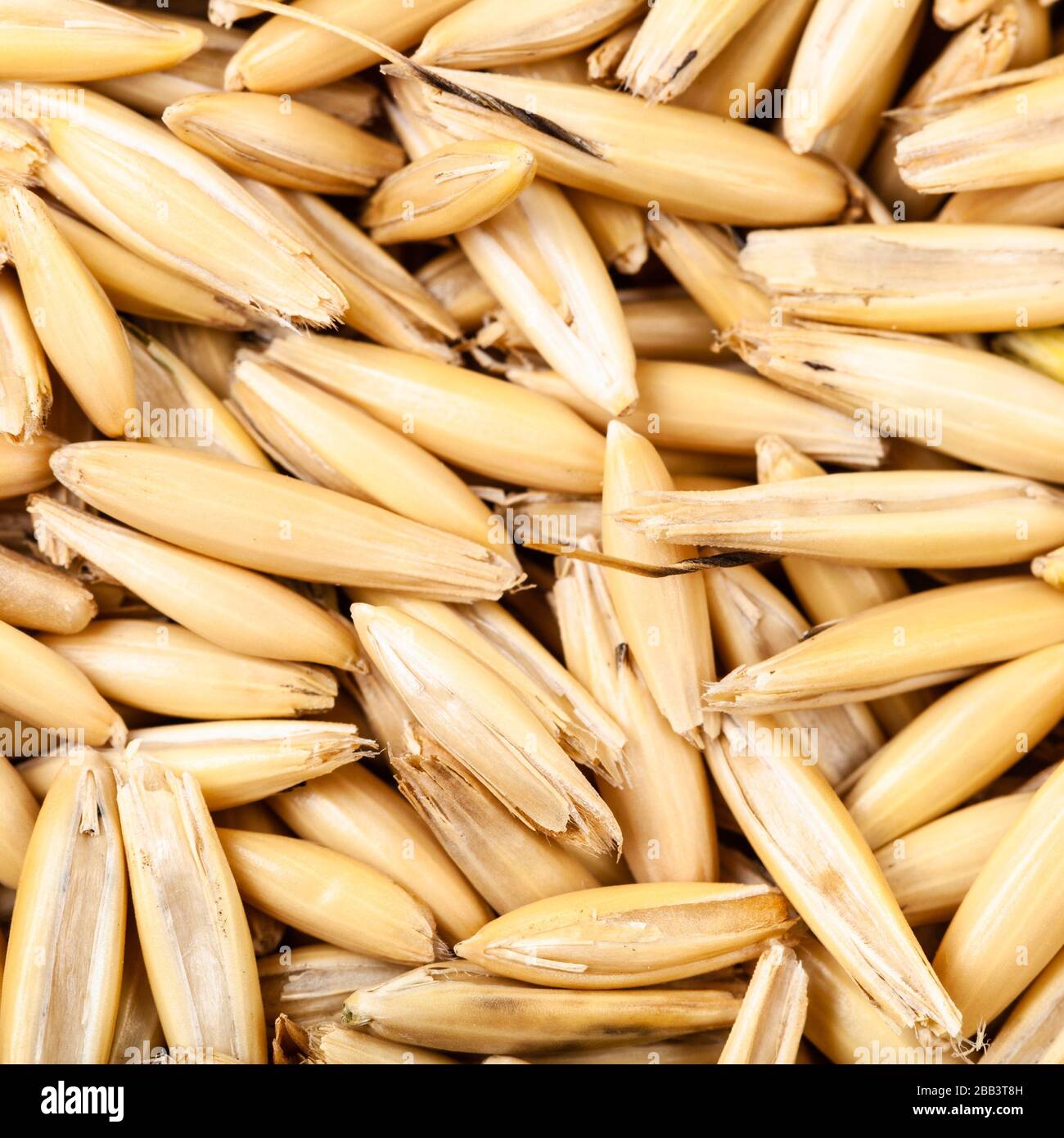 square cereal background - ripe seeds of cultivated oat Stock Photo
