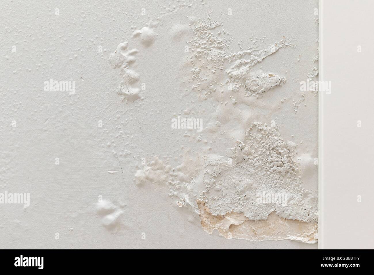 Fungus on the wall in a freshly renovated apartment. Poor waterproofing. Problem in rainy, it's moisture on the wall. Stock Photo