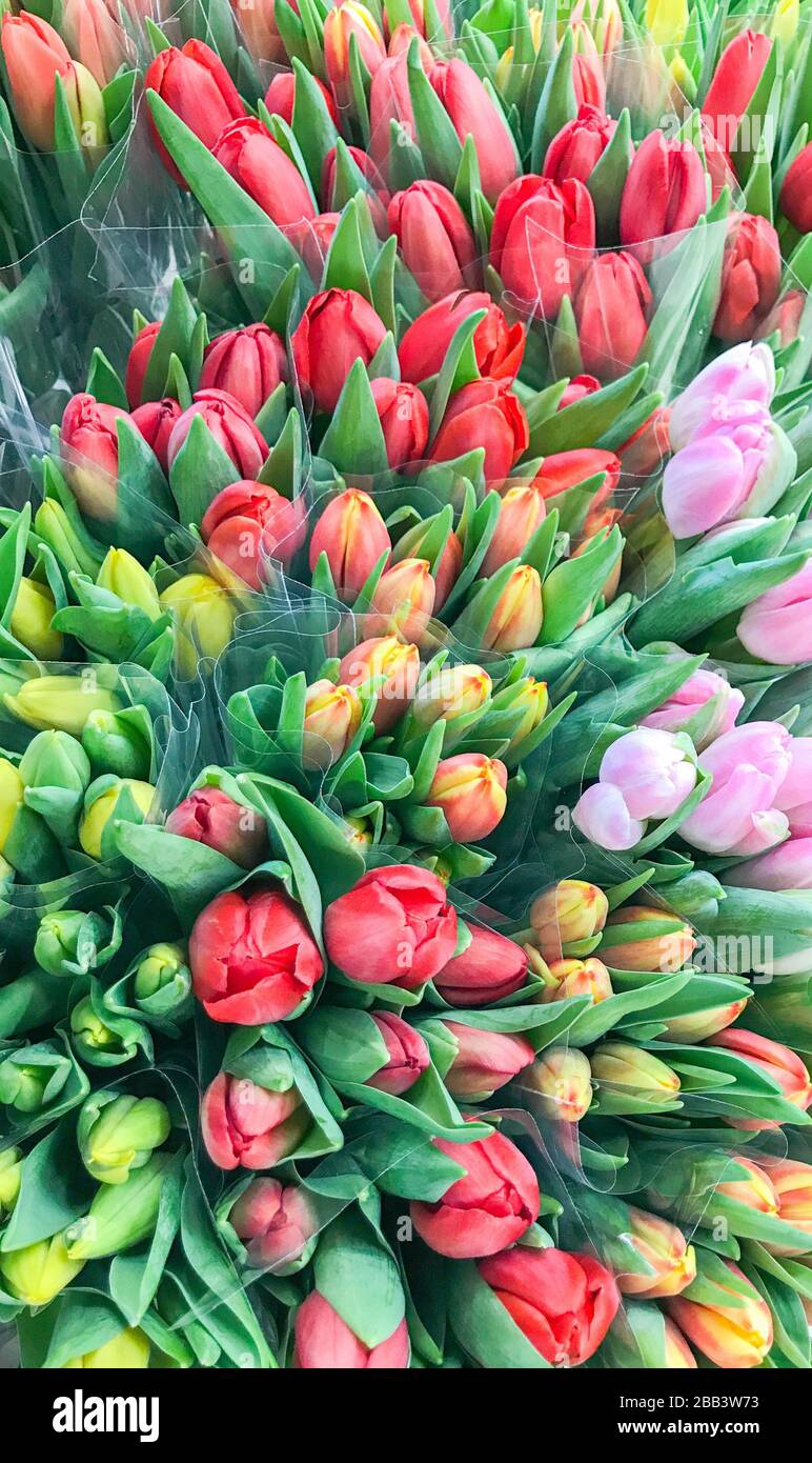 Colorful tulips for sale at market Stock Photo Alamy
