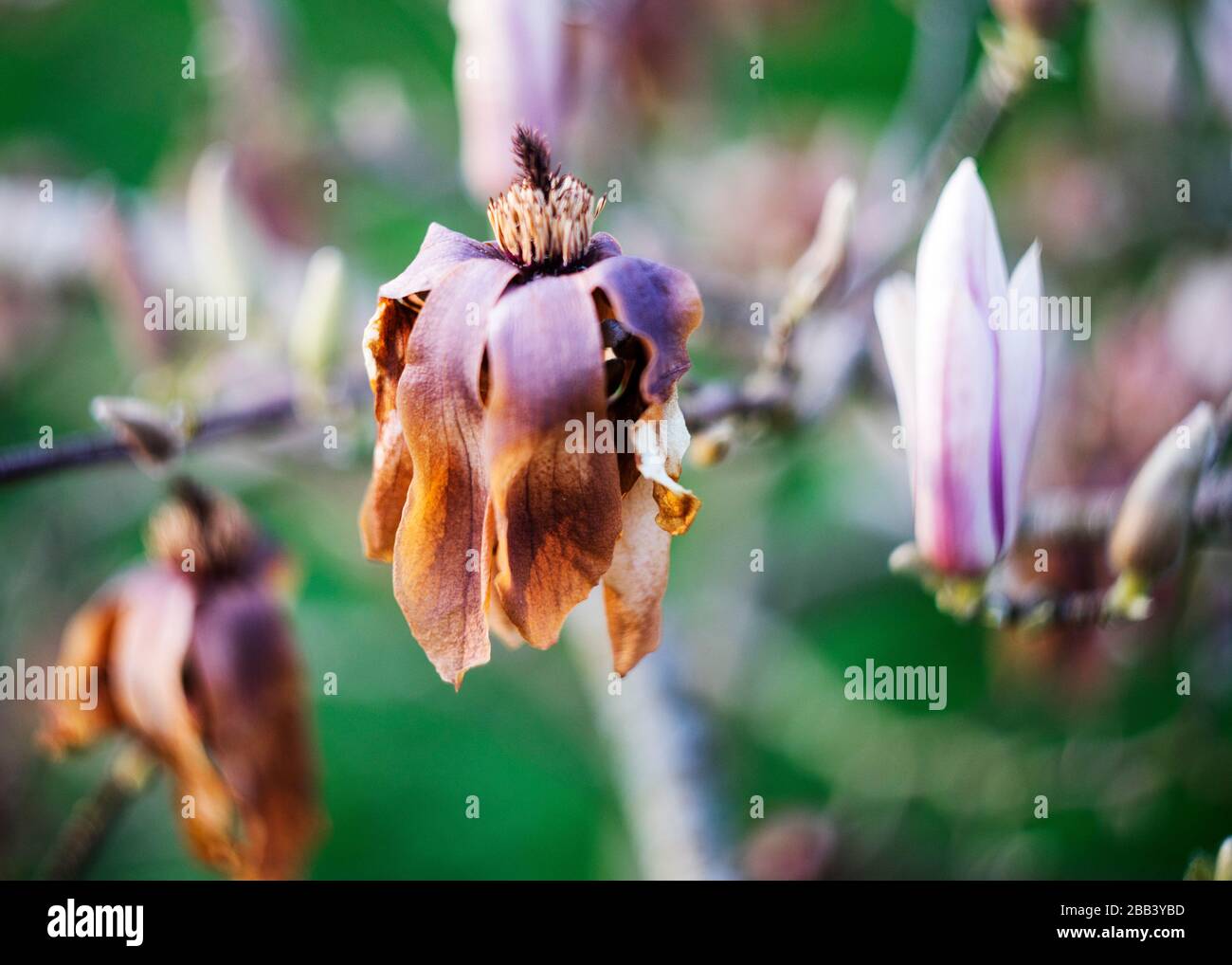 Frost damaged Magnolia flower Stock Photo Alamy