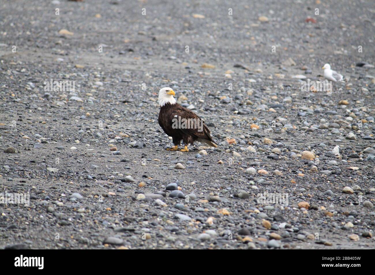 Alaska - Bald Eagle Stock Photo - Alamy
