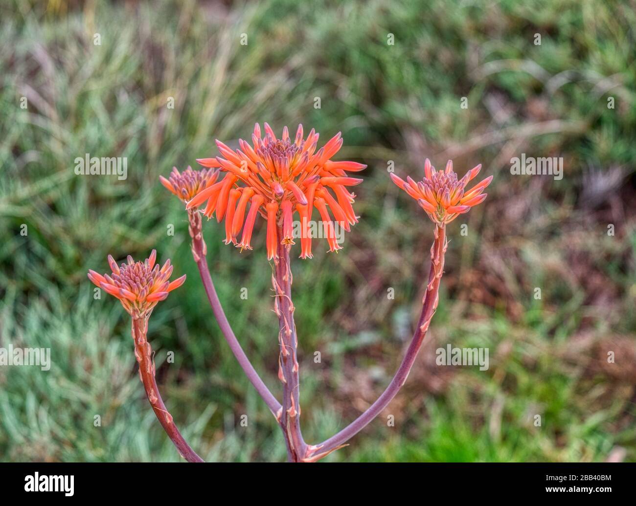 Orange Aloe Vera Cactus Flower Stock Photo