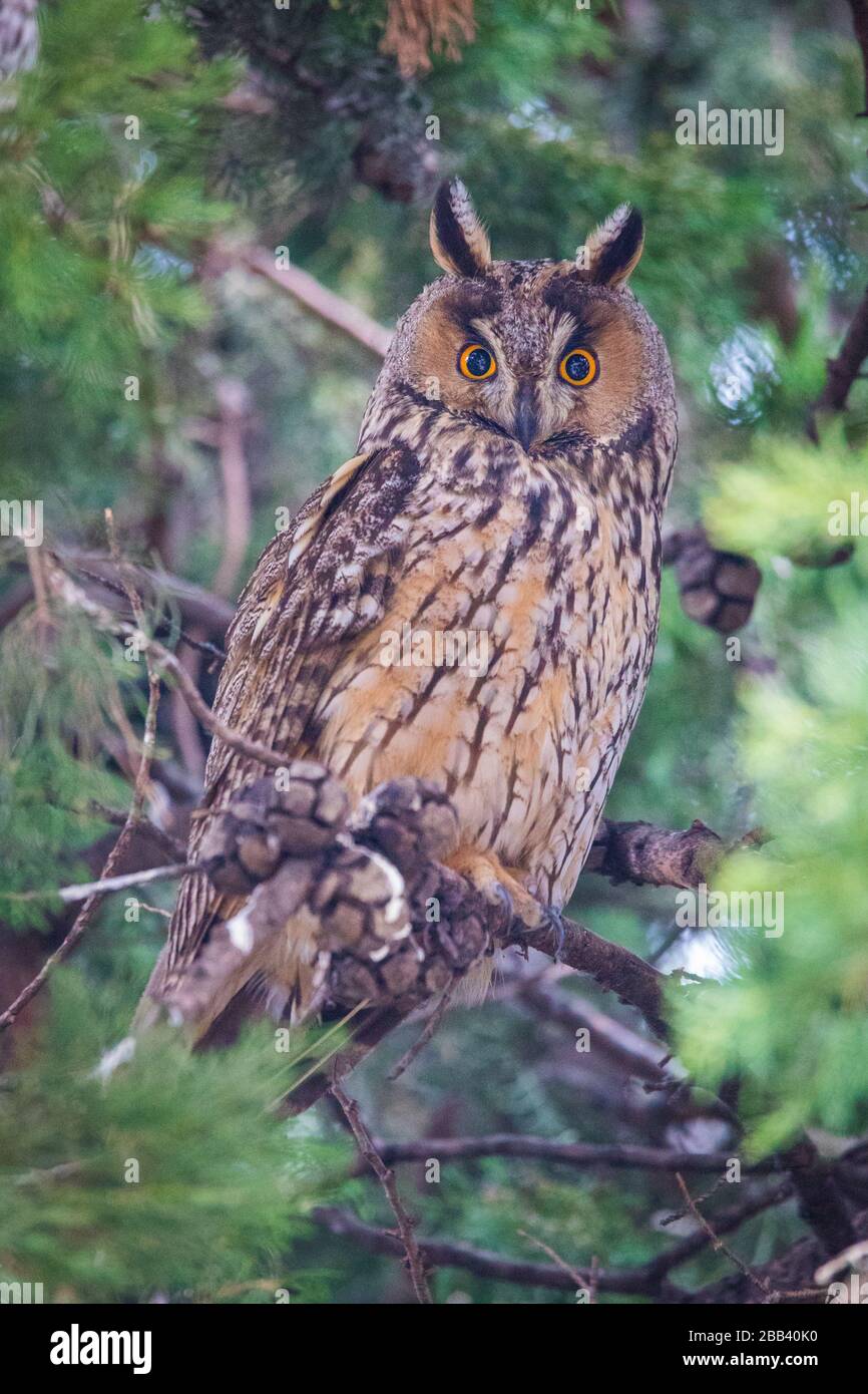 long-eared owl Italy wild in the tree Stock Photo