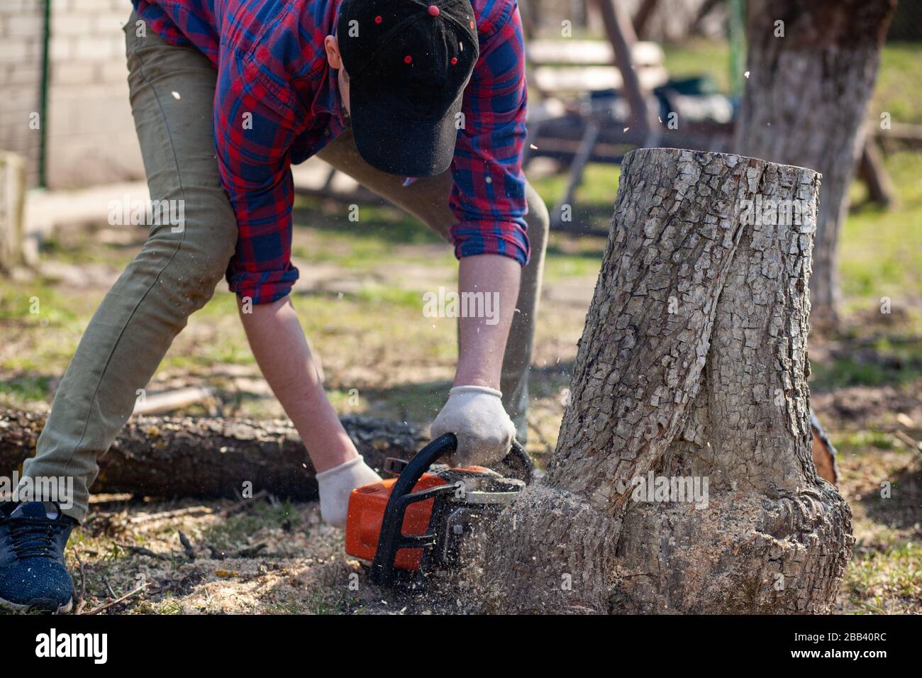 The worker cuts the stump with a chainsaw Stock Photo Alamy