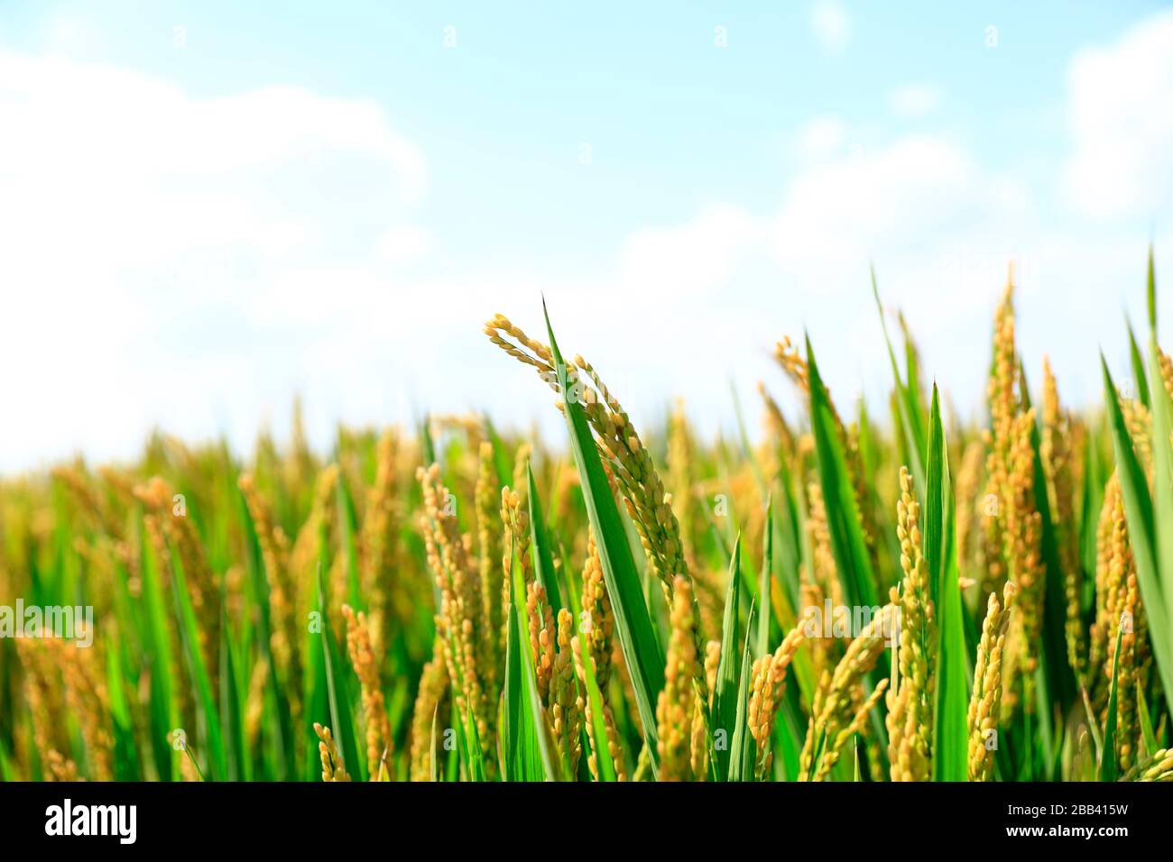 Rice paddies, rice growing, The rice fields are under the blue sky ...