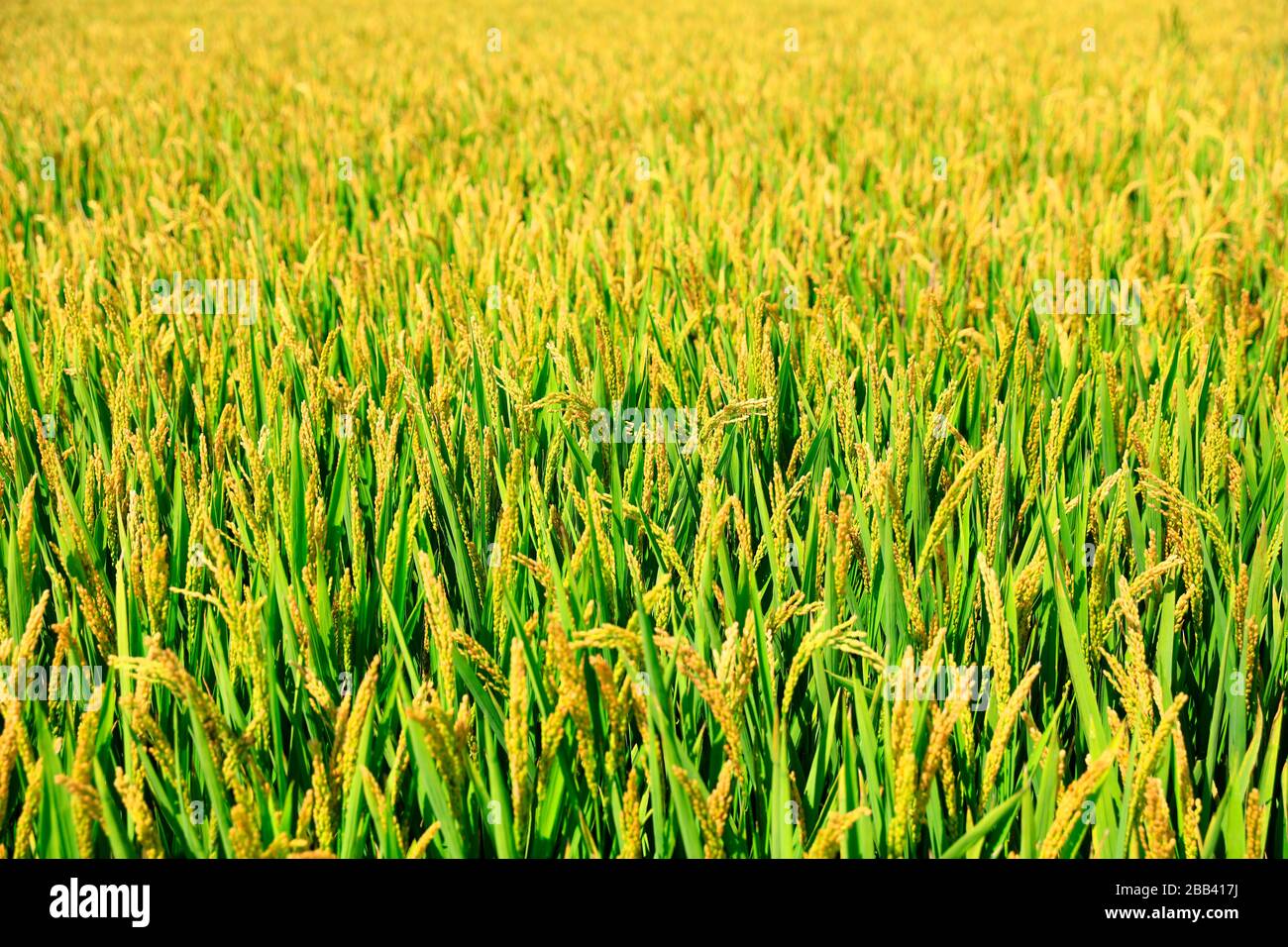 Rice paddies, rice growing, The rice fields are under the blue sky ...