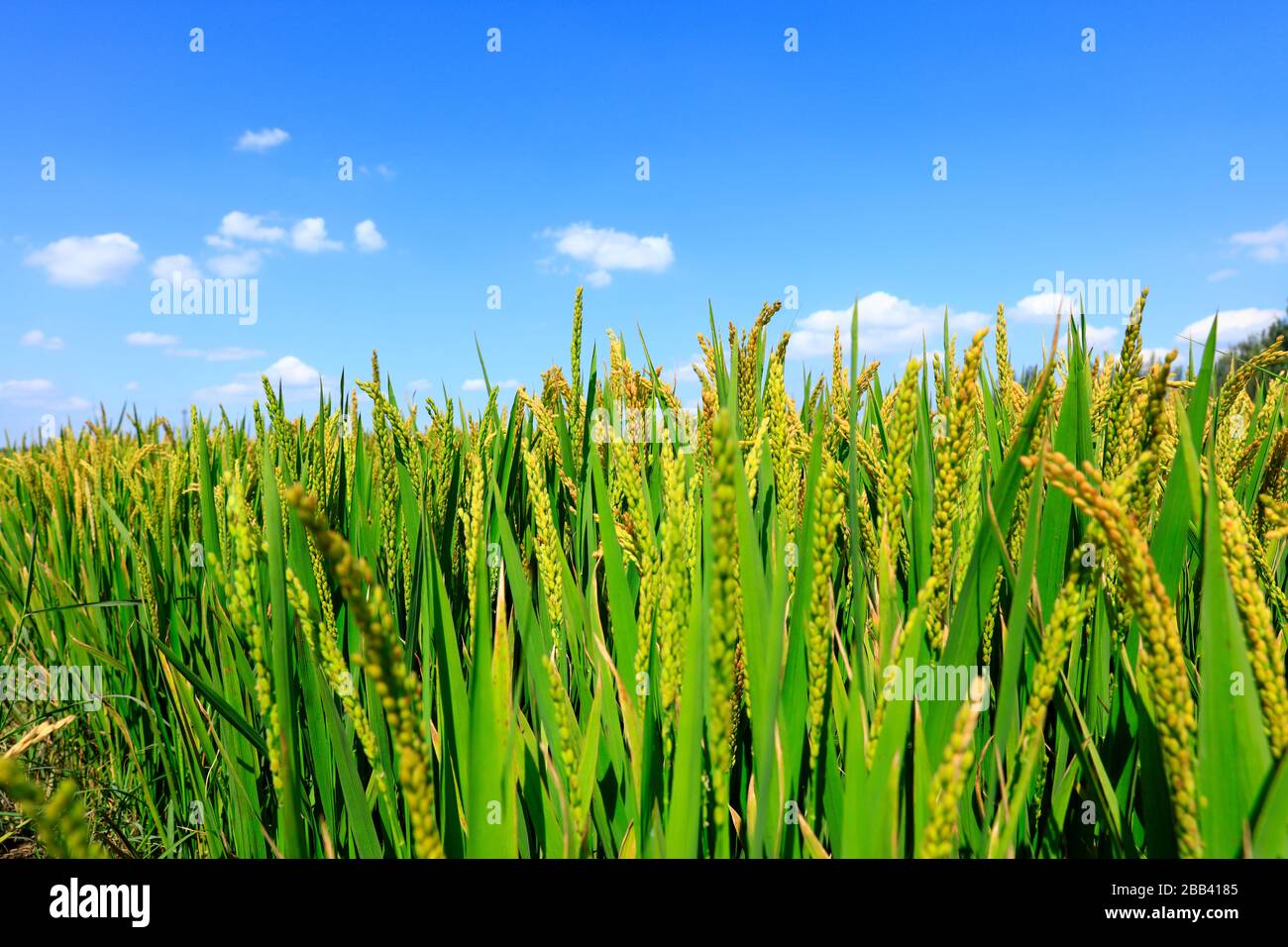 Rice paddies, rice growing, The rice fields are under the blue sky ...
