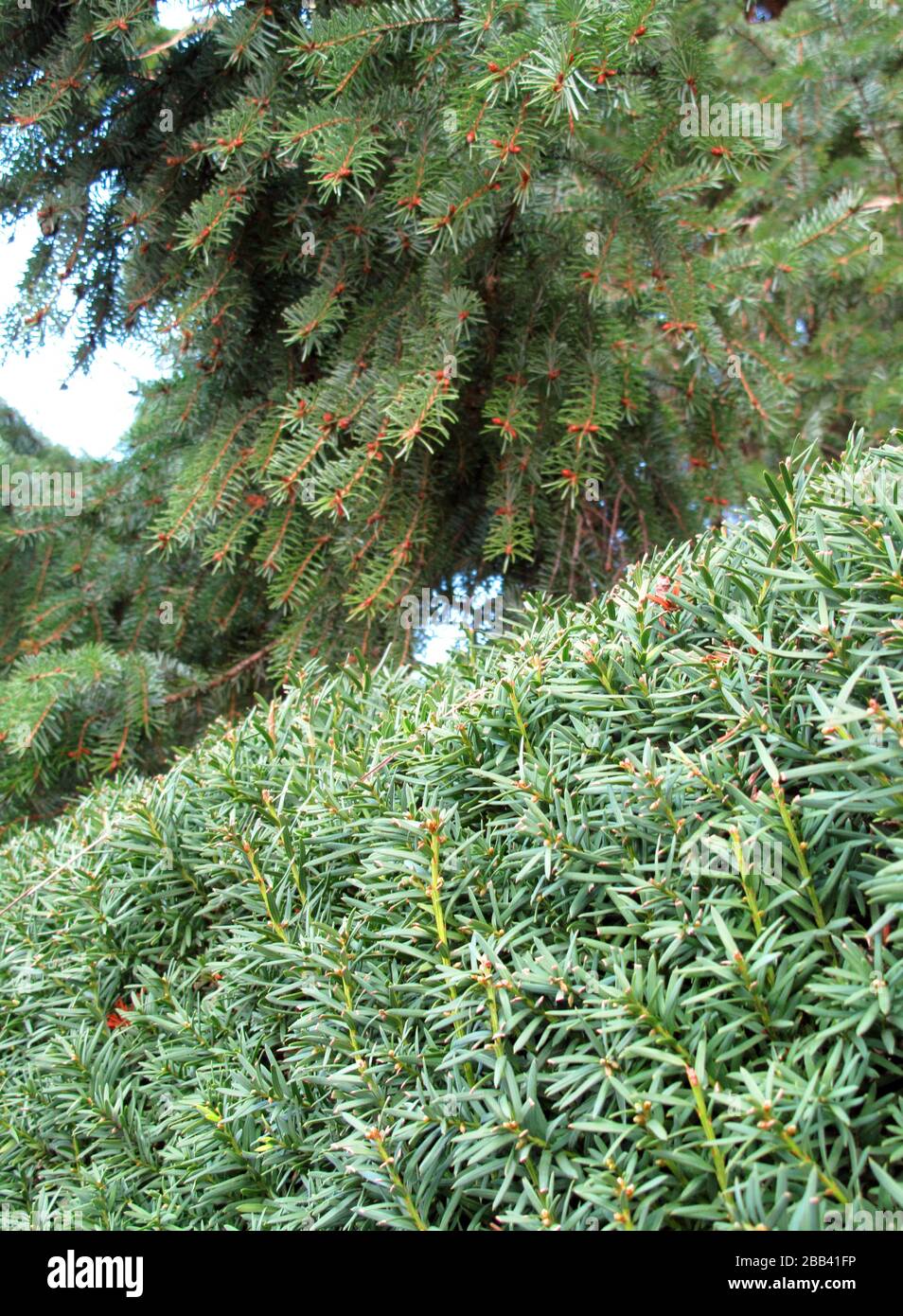 Pine tree and natural garden fence Stock Photo