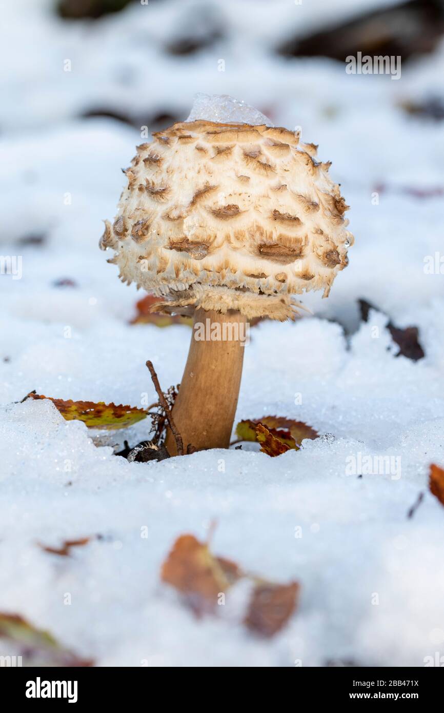macrolepiota rhacodes growing on the forest floor among the snow. Spain Stock Photo