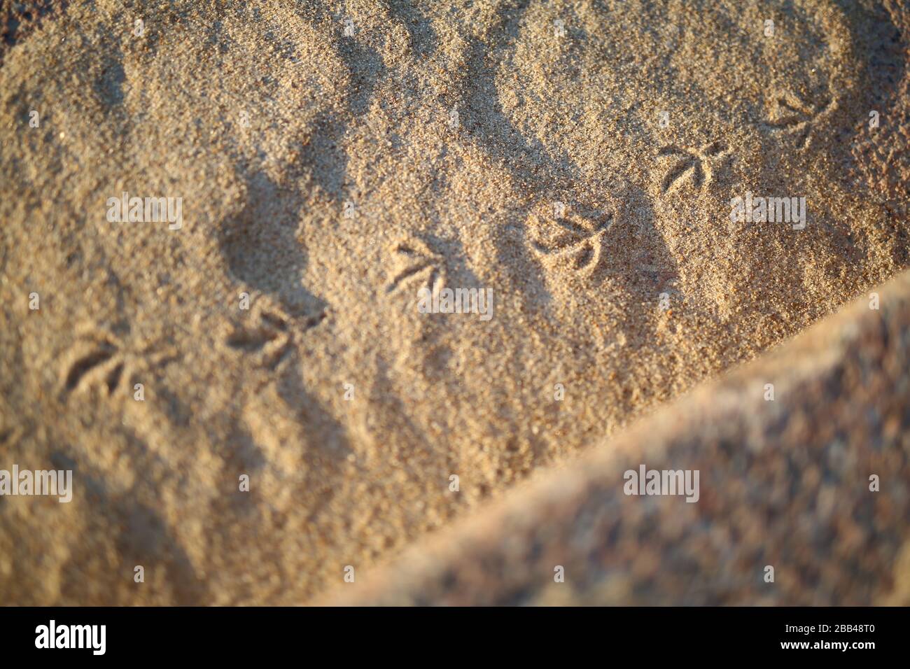 Bird Footprint On A Beach In Montevideo Stock Photo