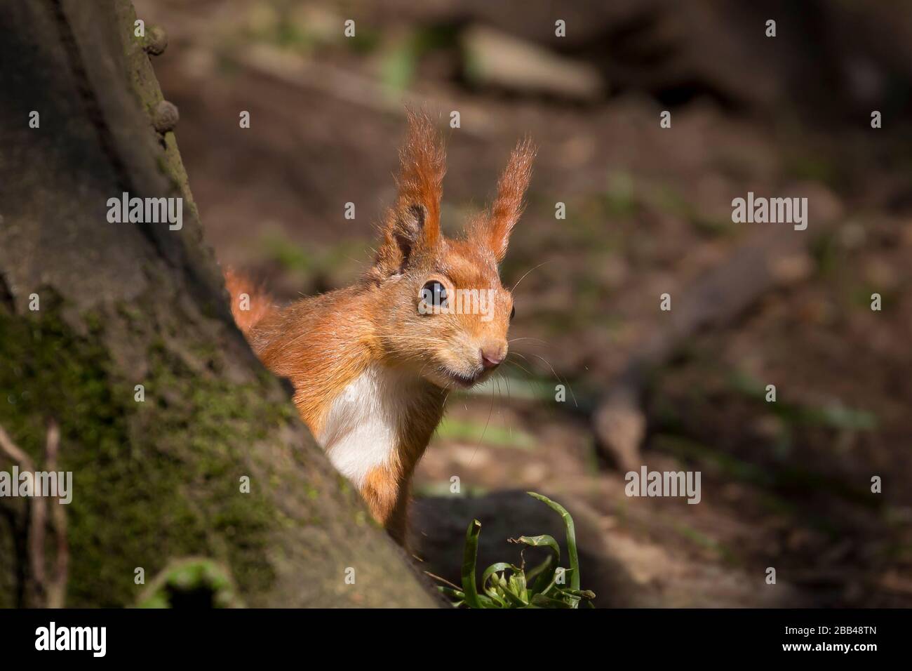 Front view close up, cute wild UK red squirrel animal (Sciurus vulgaris) isolated in natural woodland sunshine hiding behind tree. British wildlife. Stock Photo