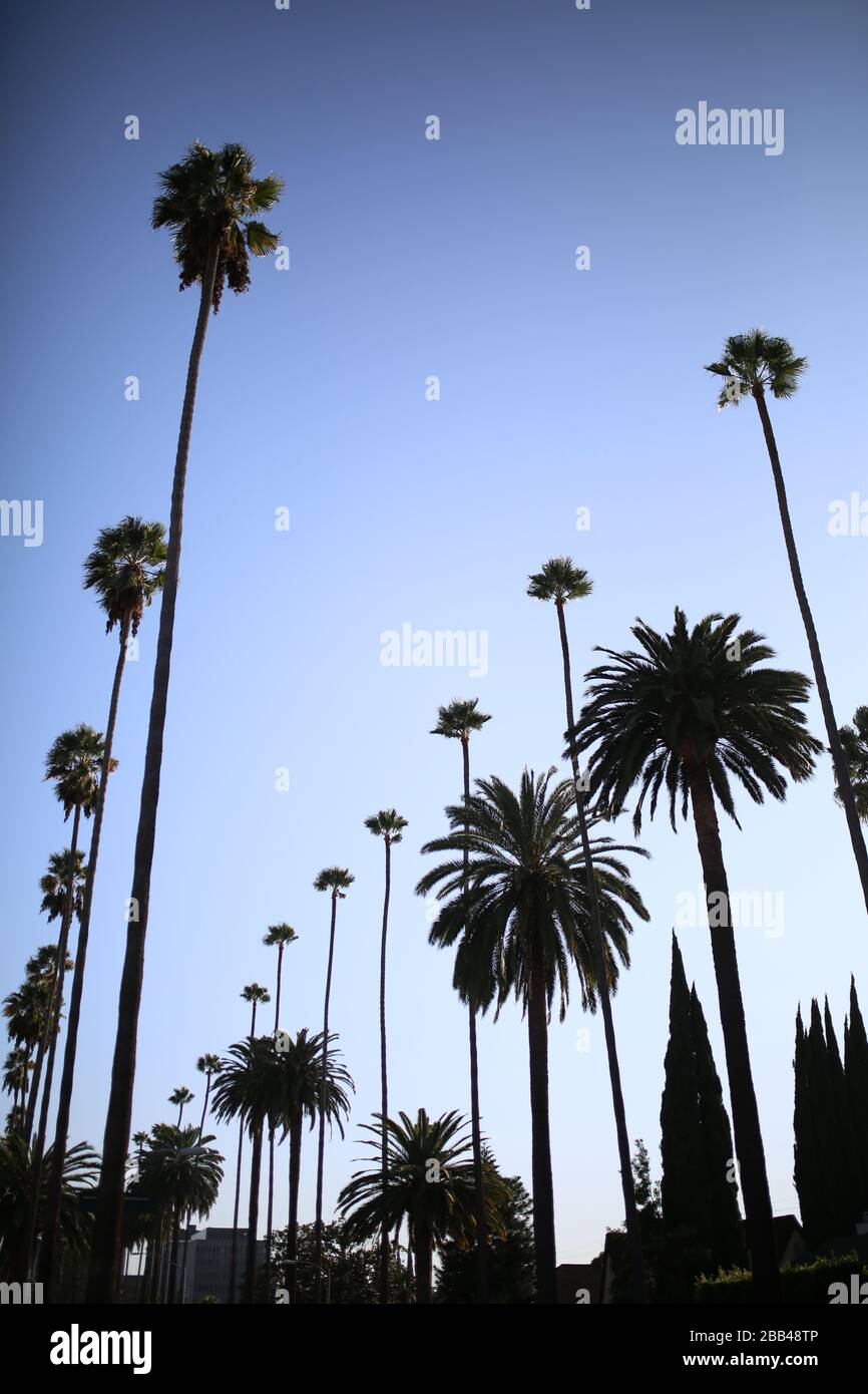 Palm Trees in California, USA Stock Photo Alamy