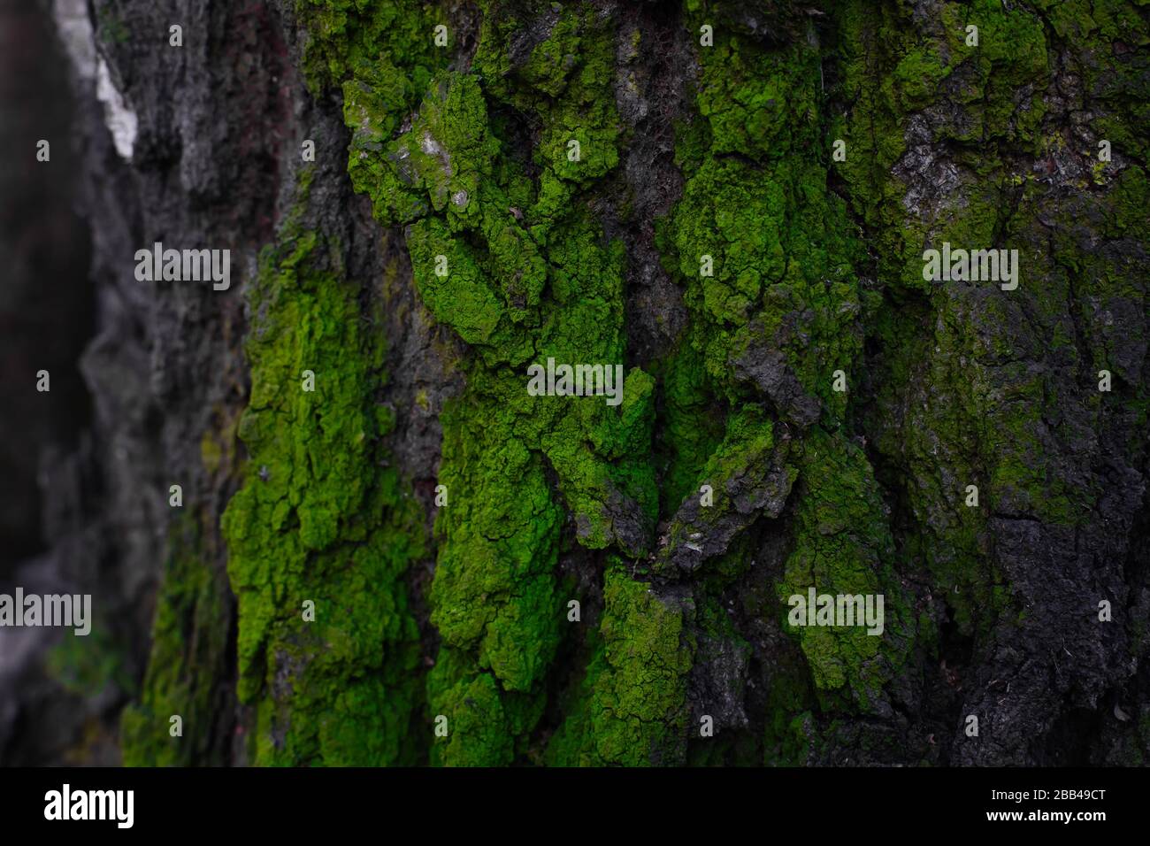 Bark covered with green moss abstract texture. Natural background. Forest tree close up Stock Photo