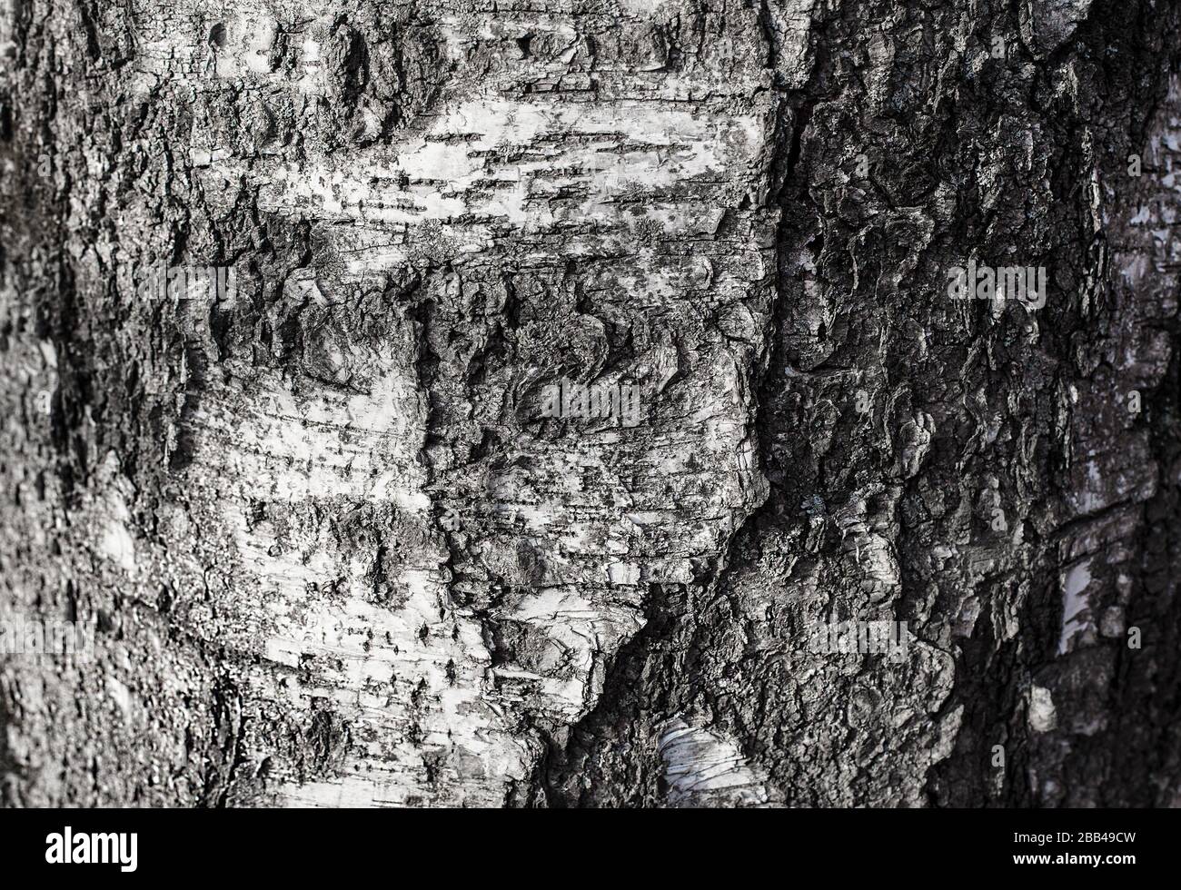 Monochrome birch tree bark texture. Abstract natural black and white background. Bark close up Stock Photo