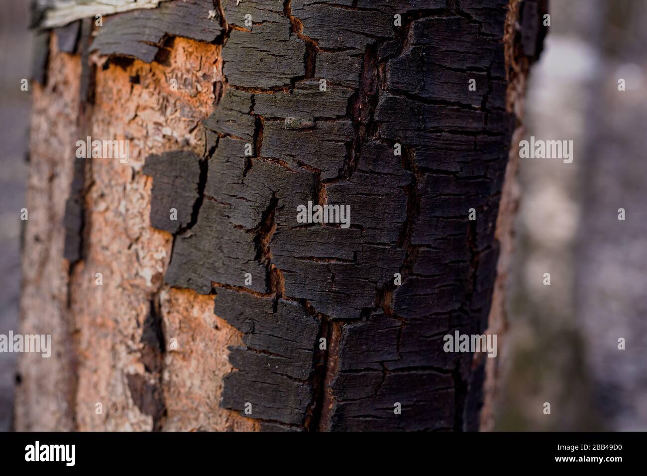 Black tree bark close up. Abstract natural texture or background. Stock Photo