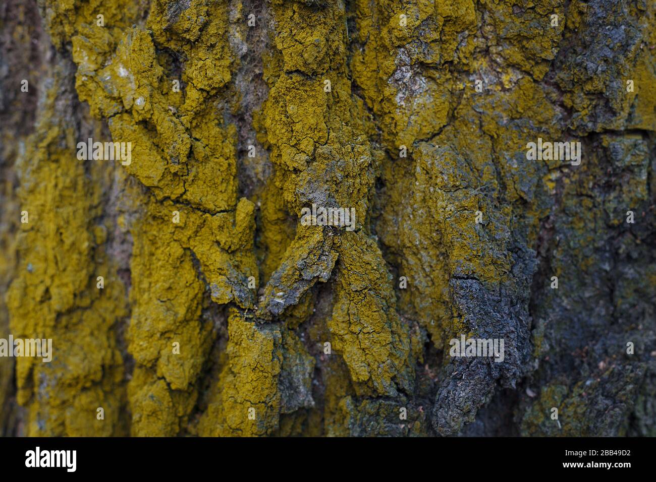 Dry yellow moss on a old tree bark close up. Abstract texture. Natural background with selective focus. Stock Photo