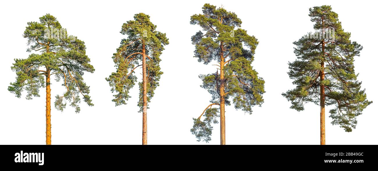Tall pine trees isolated on white background Stock Photo - Alamy