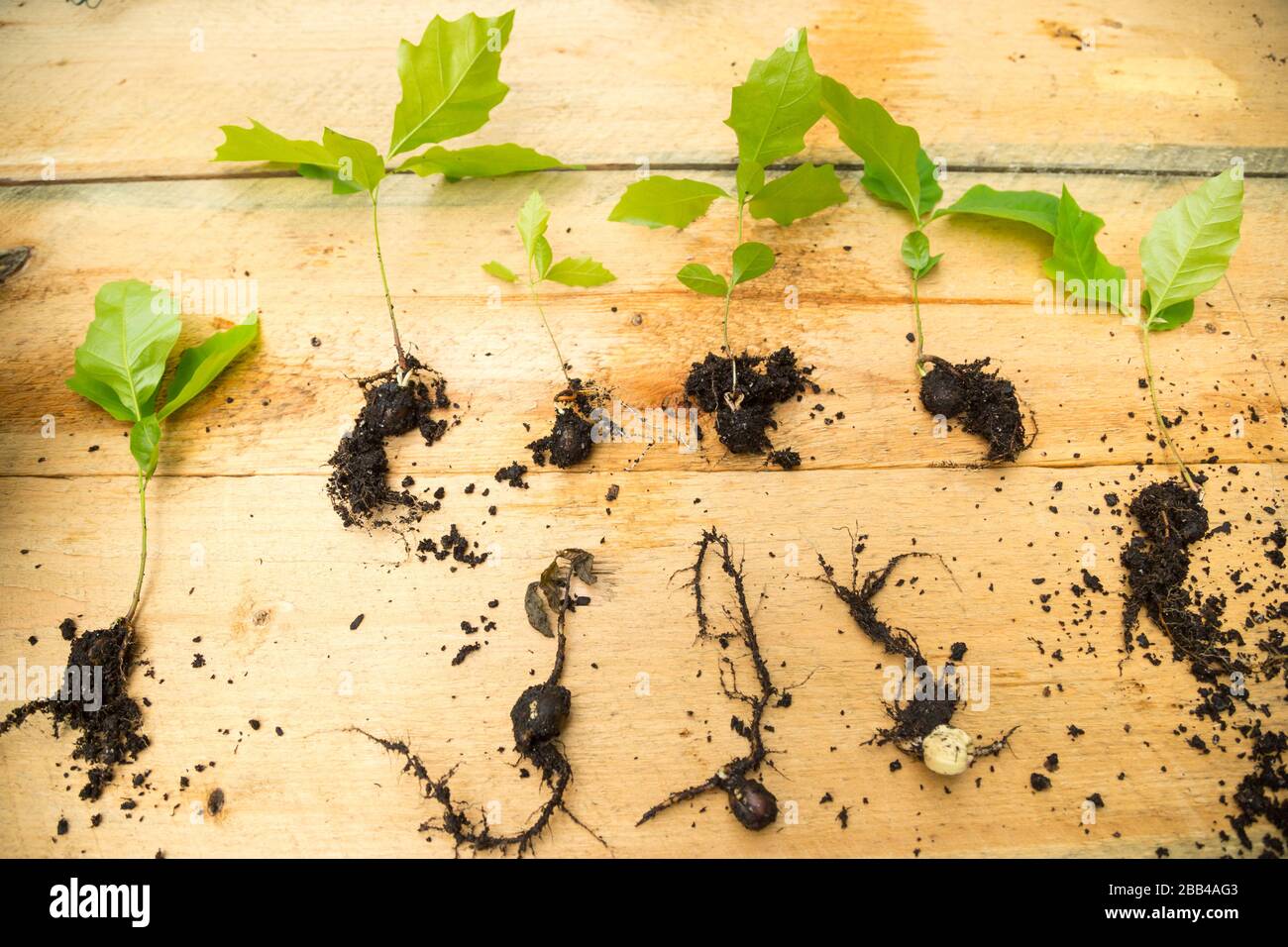 Transplanting new oak trees sprouting roots Stock Photo Alamy