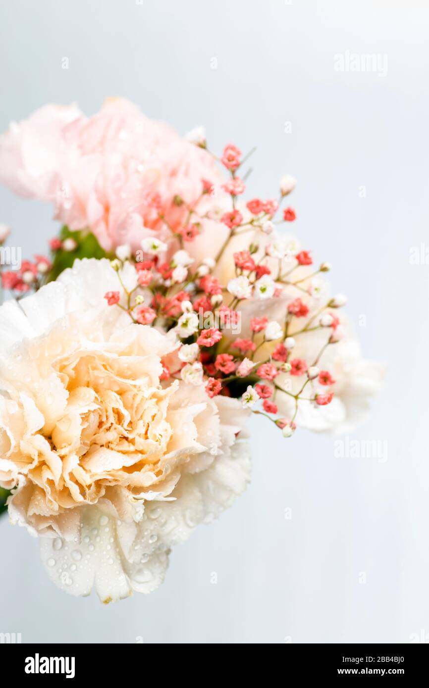 Still life of flowers on white background Stock Photo - Alamy