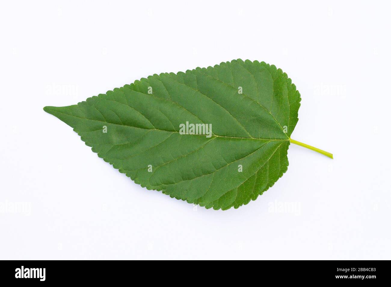 The Mulberry leaf isolate on a white background Stock Photo