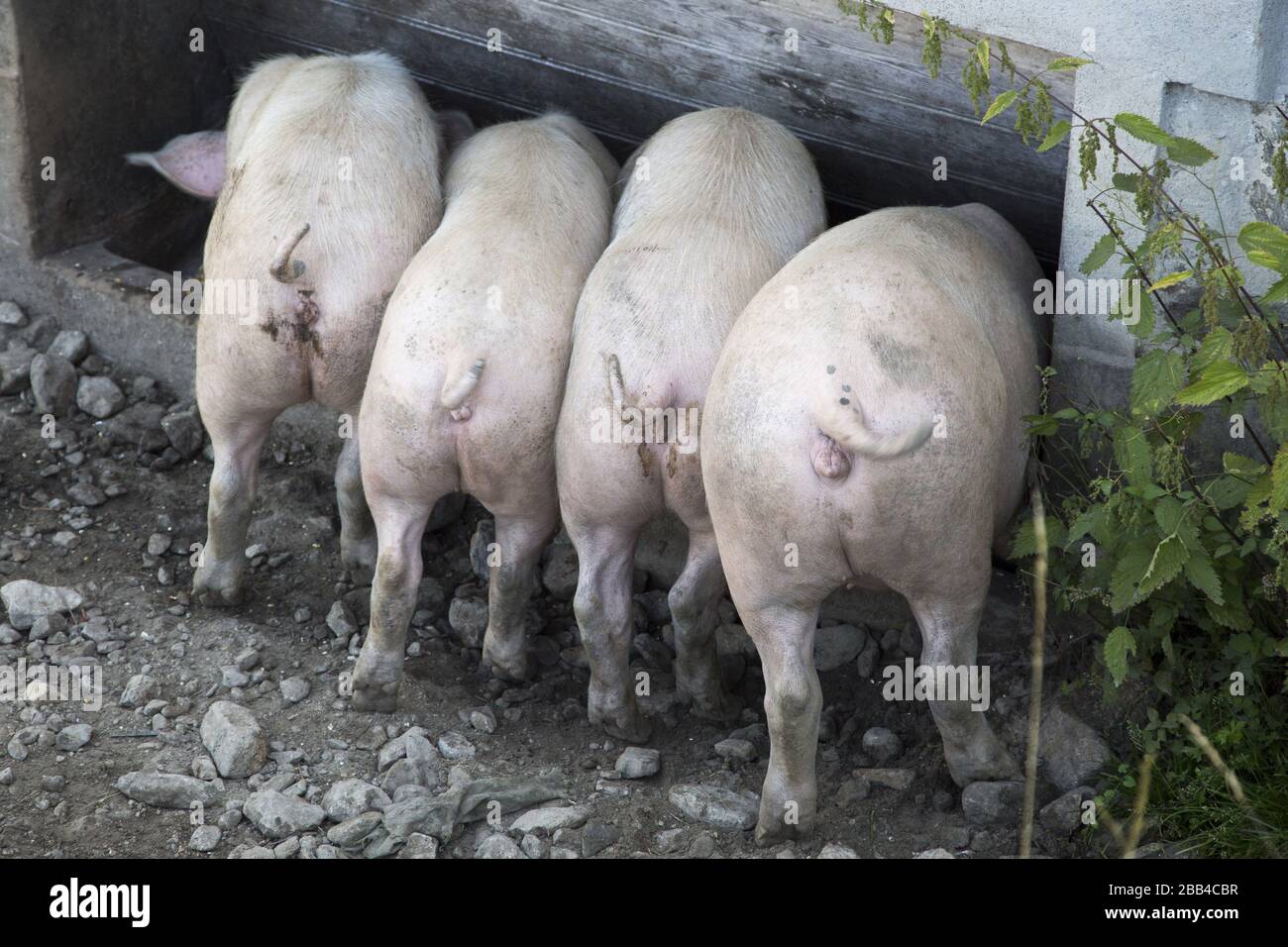 Premium Plastic Livestock Piglet Fodder Trough Pig Feeder Food Feeding Slot 