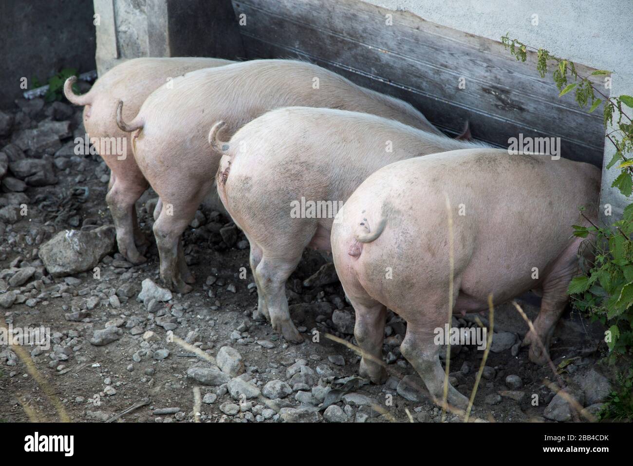 Four pigs feeding from a trough Stock Photo Alamy