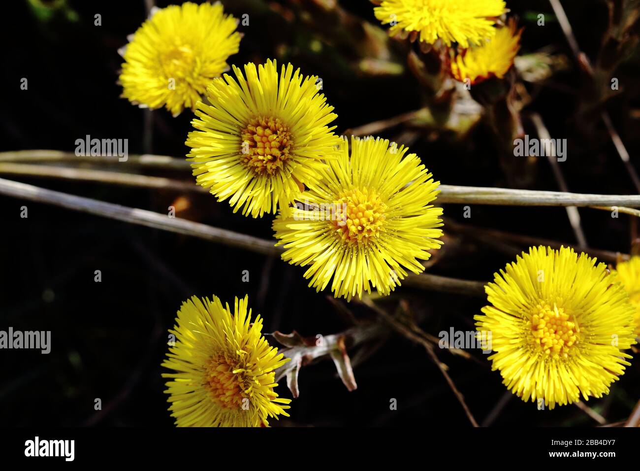yellow spring flowers (daisy like) Stock Photo