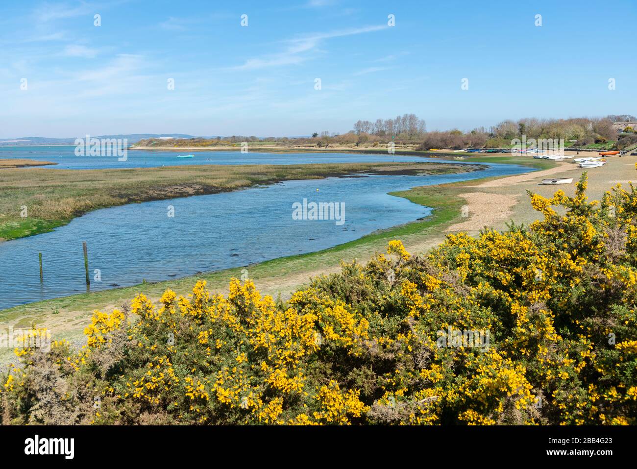 Yellow flowered gorse hedgerows line the banks of the tidal Snowhill Creek at West Wittering, Chichester Harbour, Chichester, West Sussex, England, UK Stock Photo