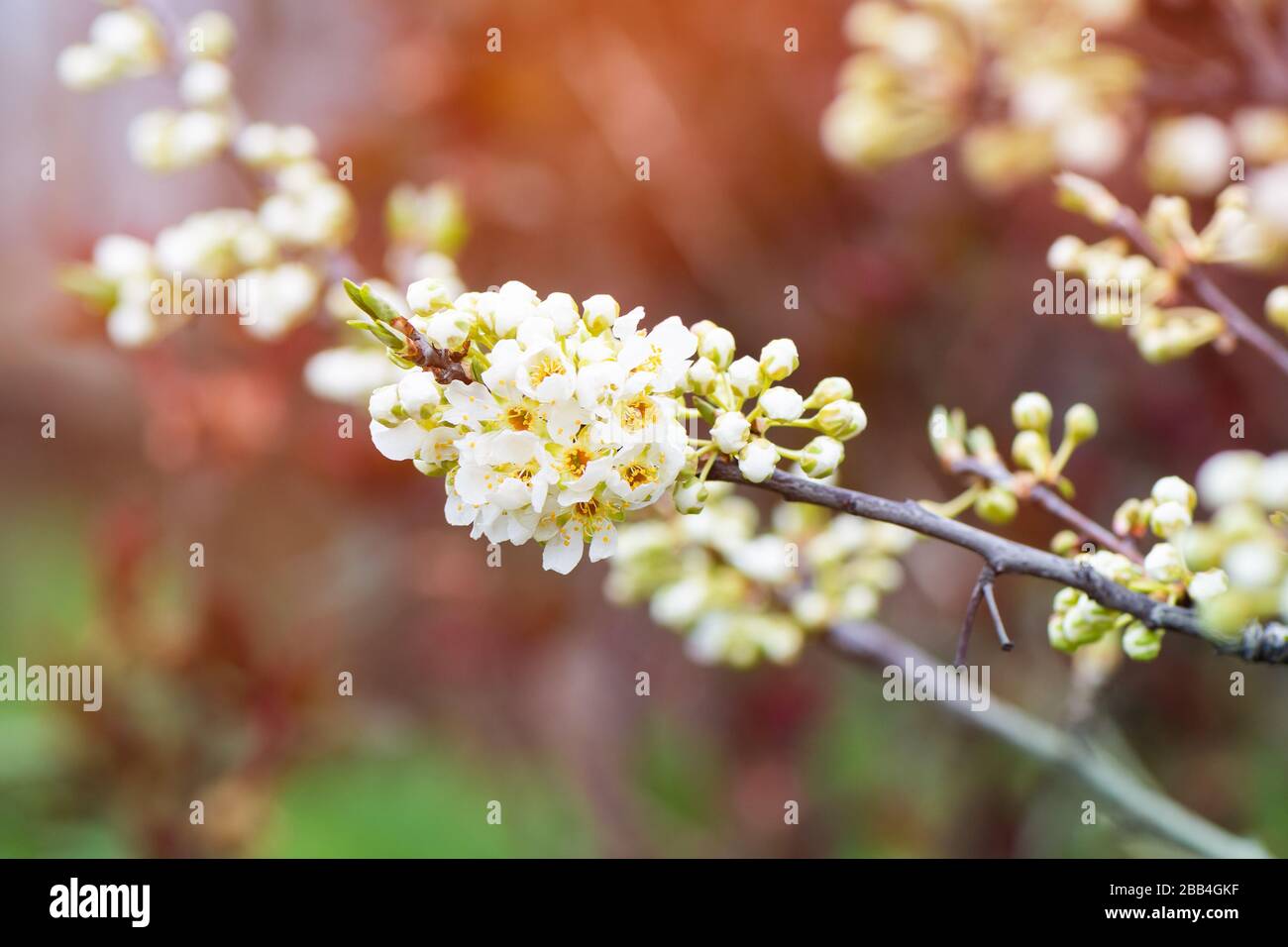 Plum tree branch blossoms in the garden Stock Photo