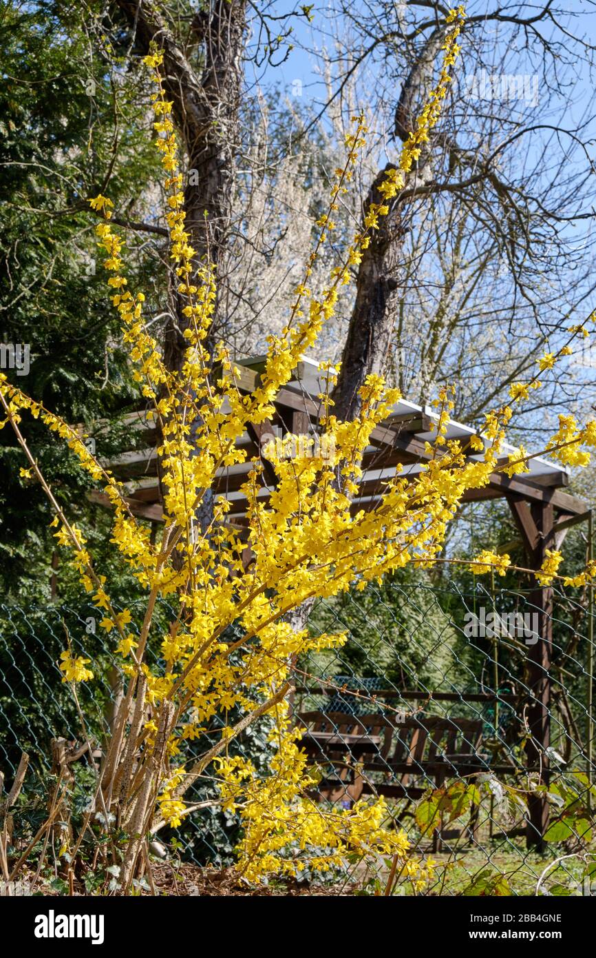 Closeup of beautiful yellow forsythia plant blooming in springtime garden with wooden pergola in the background. Seen in Germany in March. Stock Photo