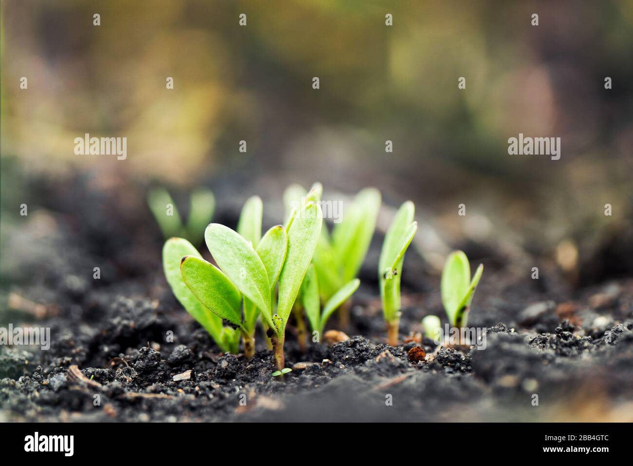 Sprouted plants growth in the soil, close up Stock Photo