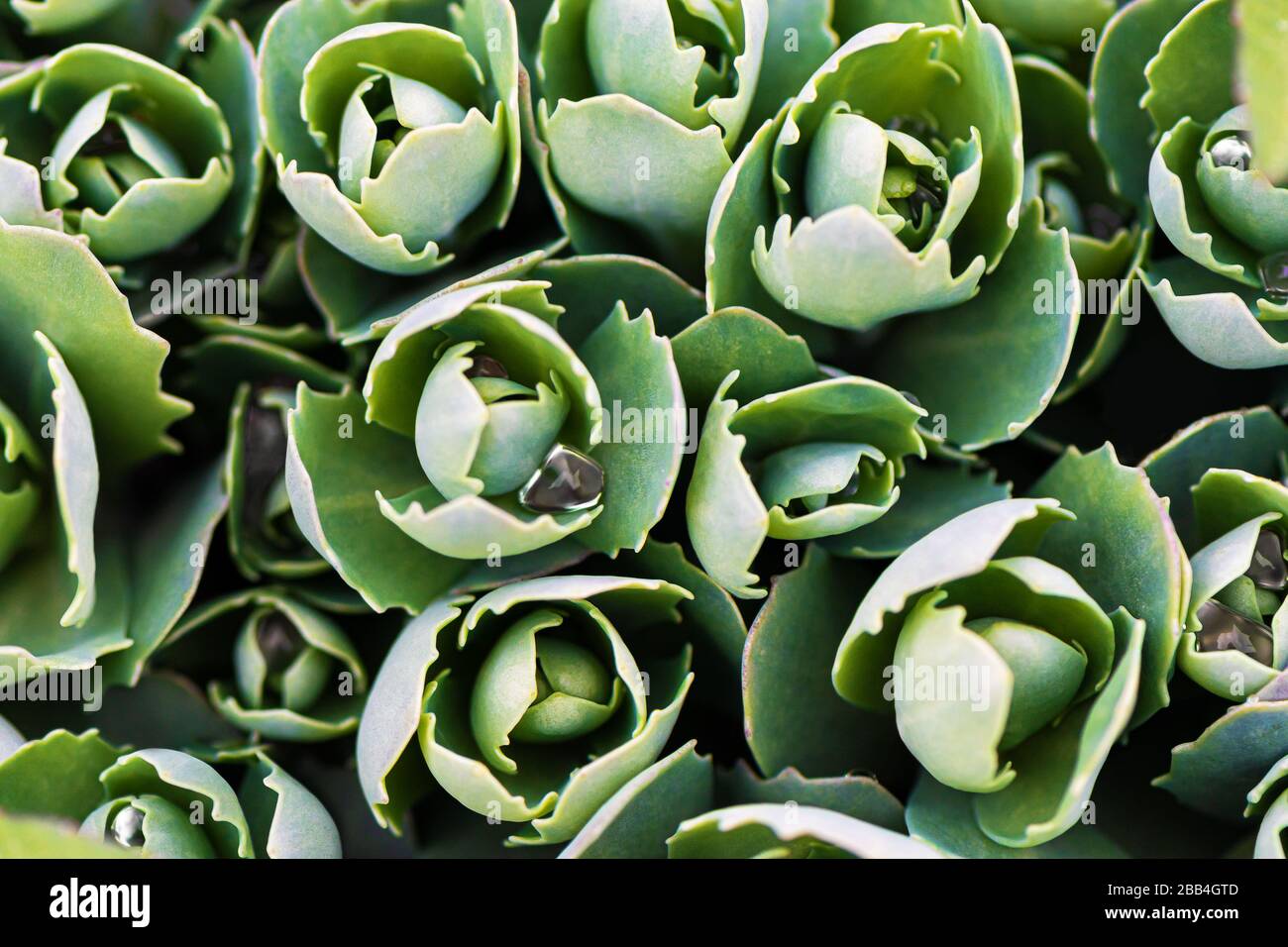 Green echeveria bush, close up Stock Photo