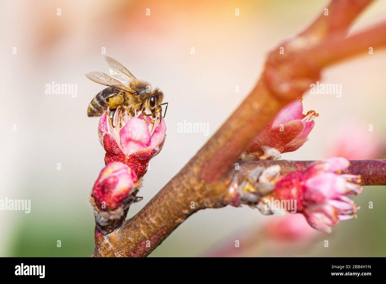 Honey bee collecting pollen from a blooming peach tree Stock Photo