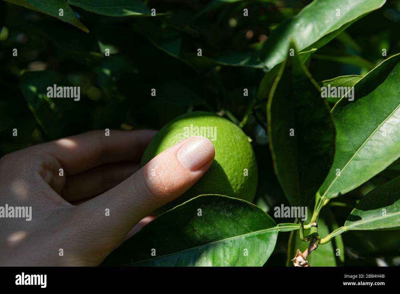 Green tangerines growing on a tree, close up Stock Photo