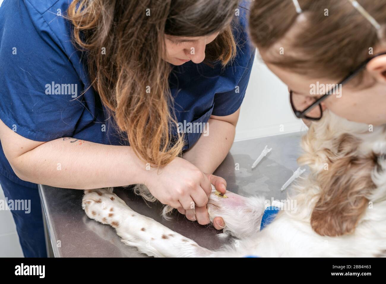 How To Put Iv Catheter In Animals Hasma