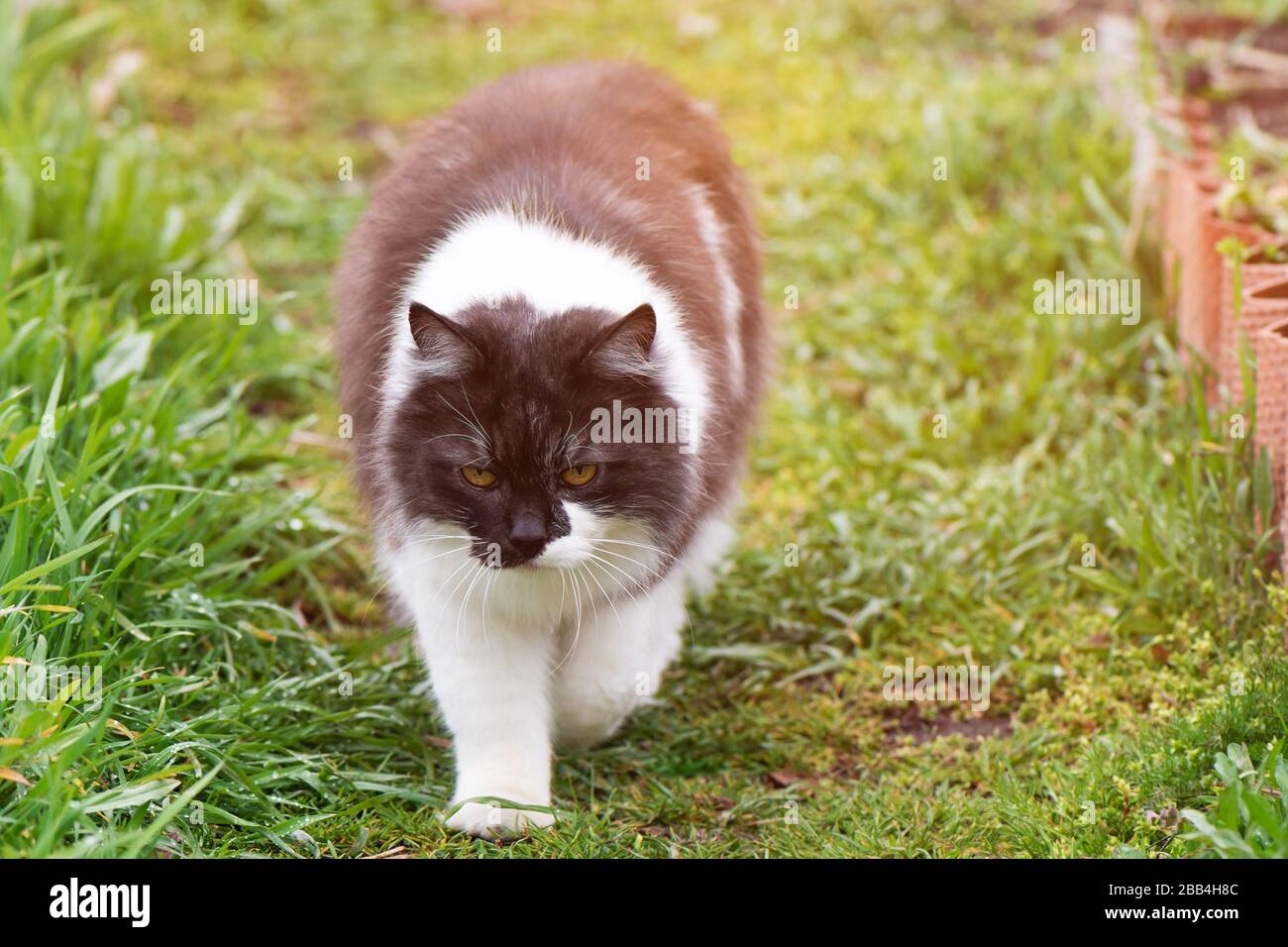 Black and white cat in the garden. Stock Photo