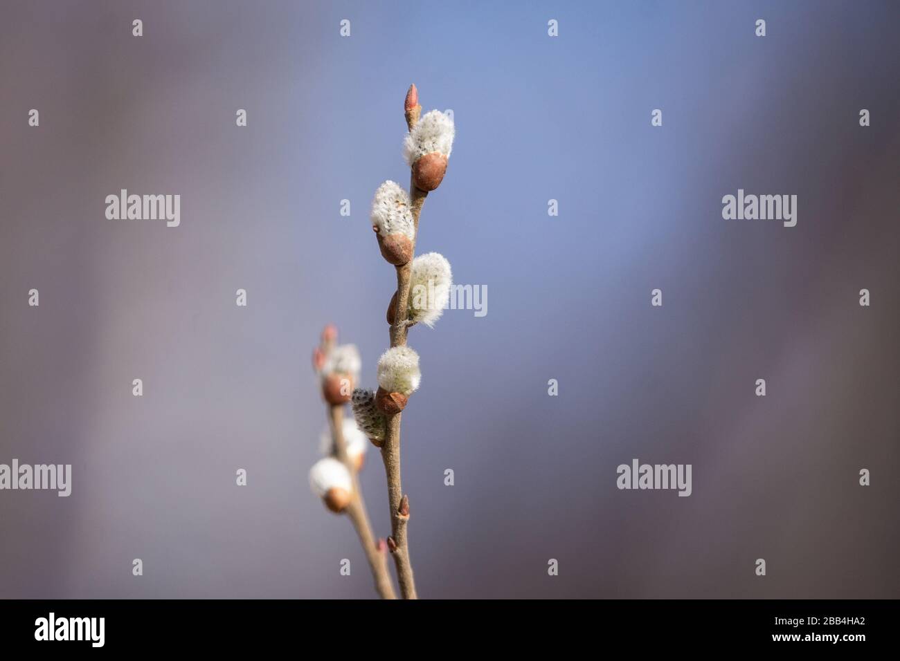 Pussy-willow branches with catkins, spring background Stock Photo - Alamy